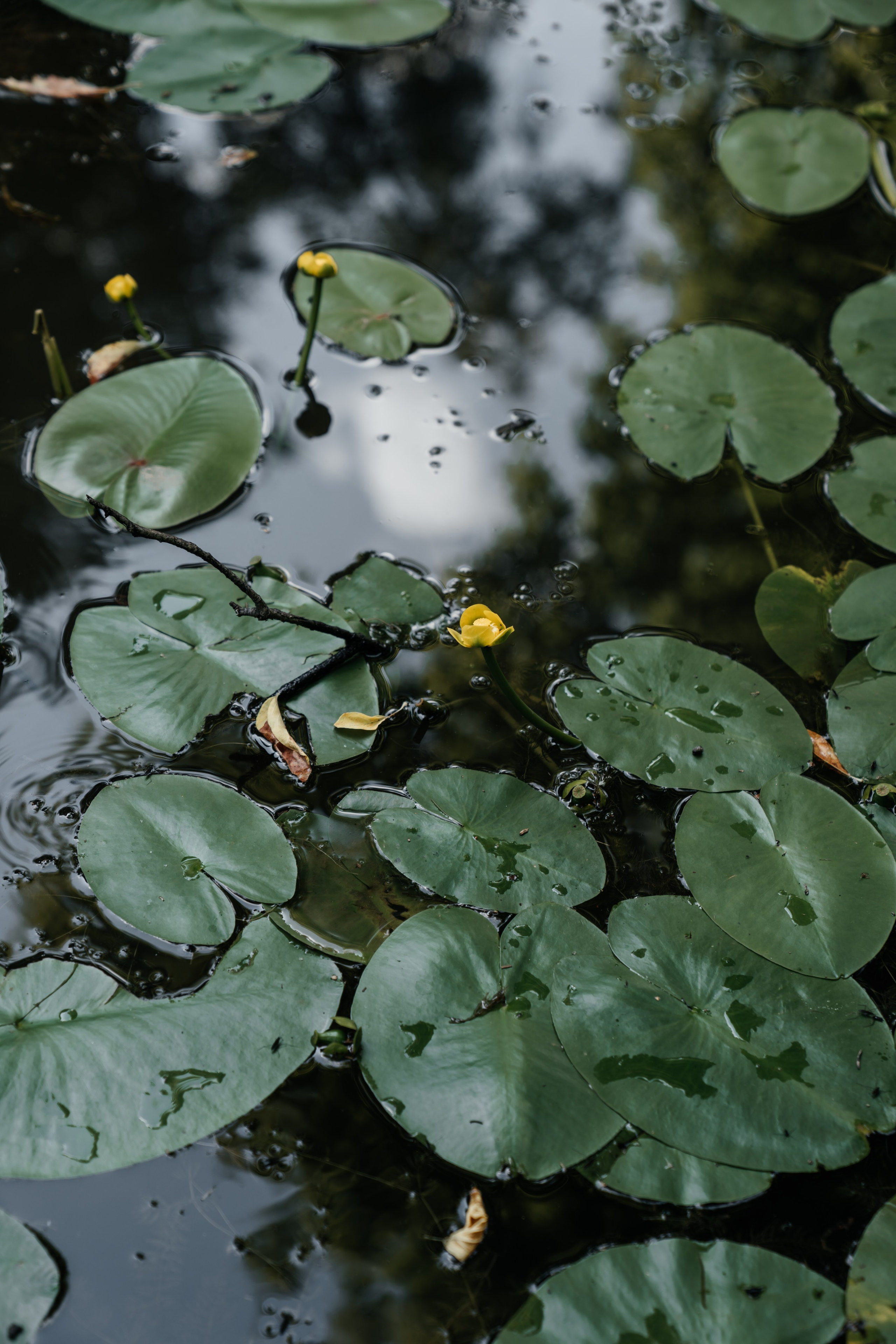 В парке. Евгения Арефьева — свадебный и портретный фотограф в Чите