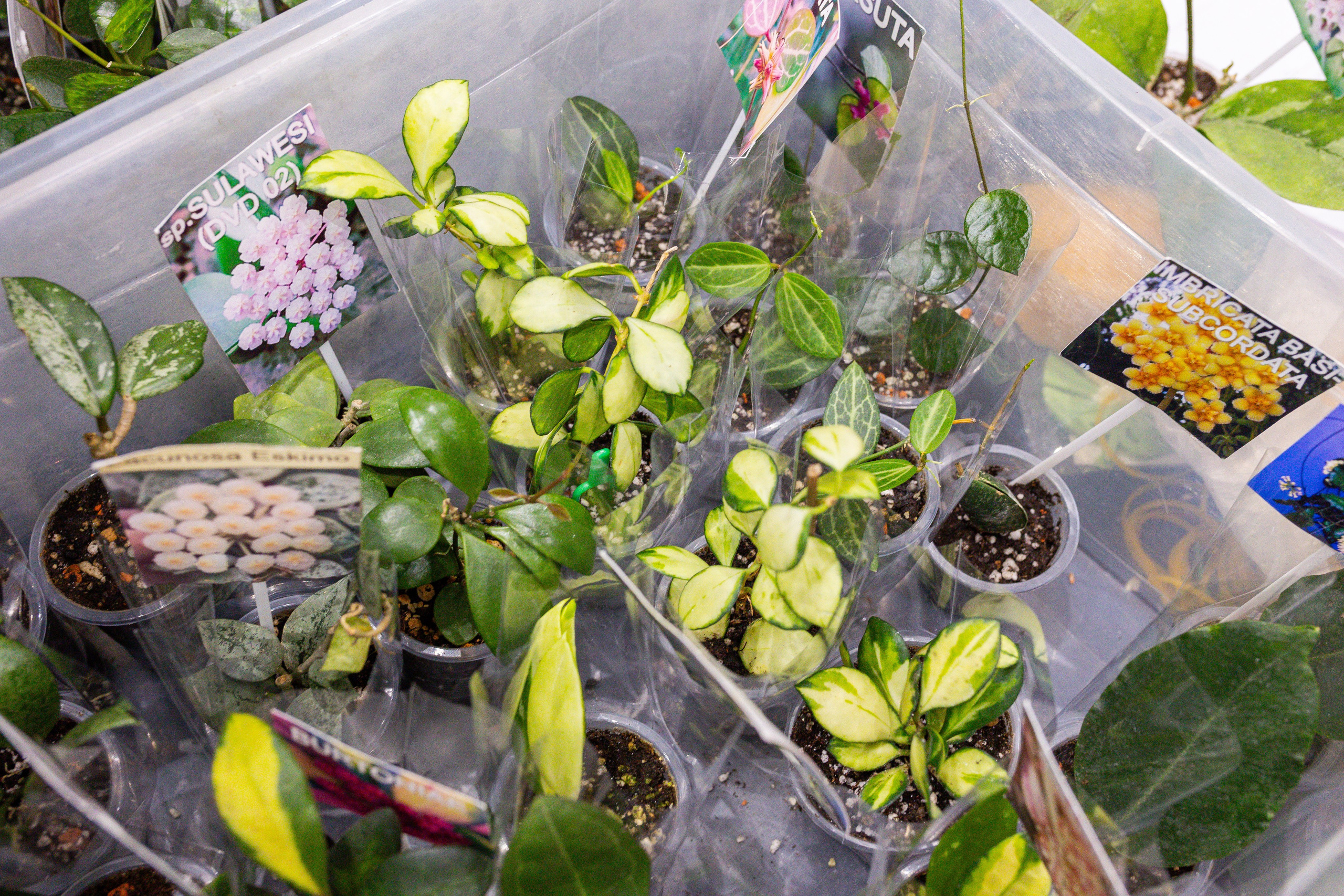 Монстериум 11–12 октября. Александра Куликова фотограф, Москва