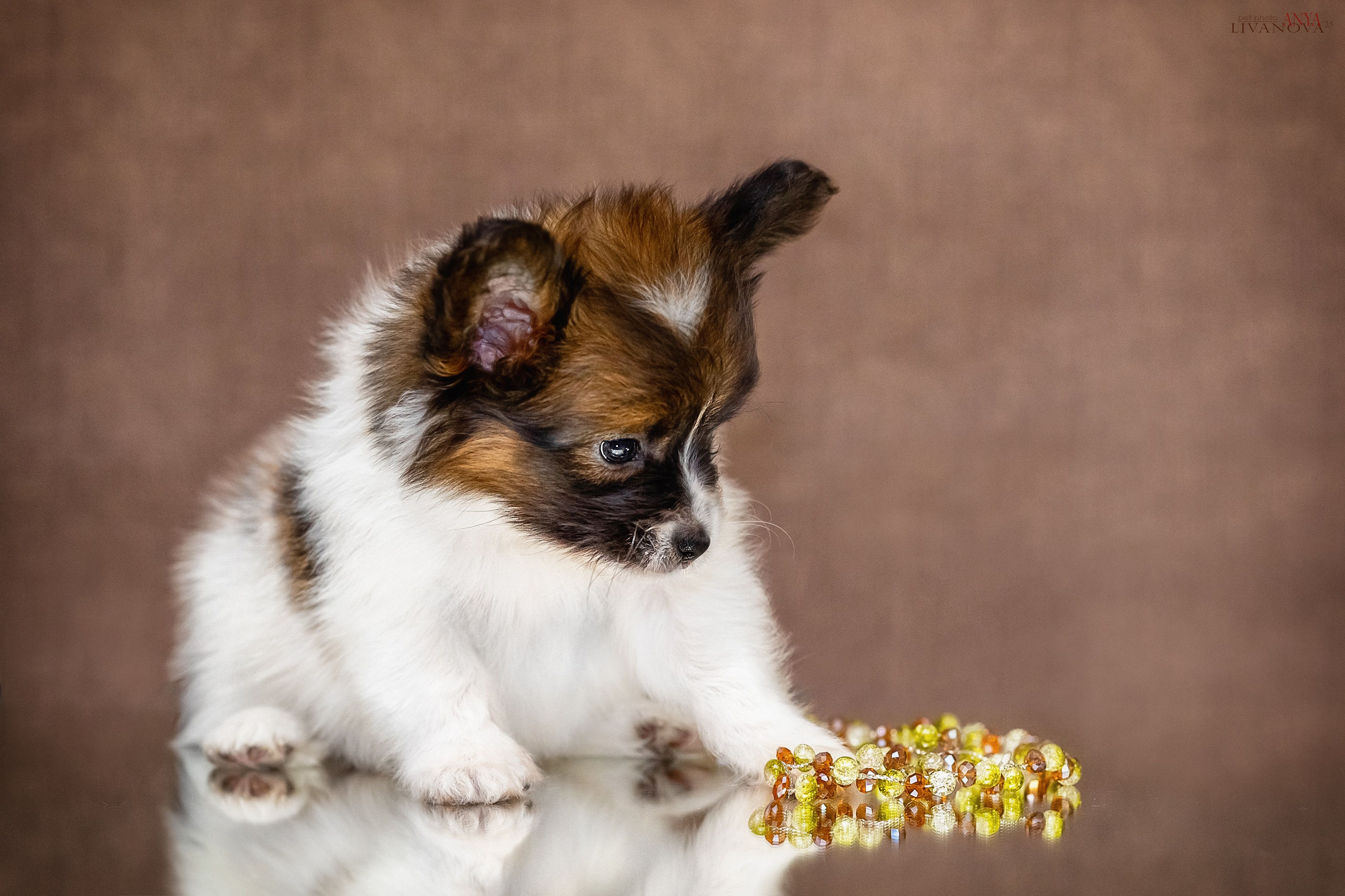 Папийончики. Фотограф анималист Аня Ливанова | Рыбинск