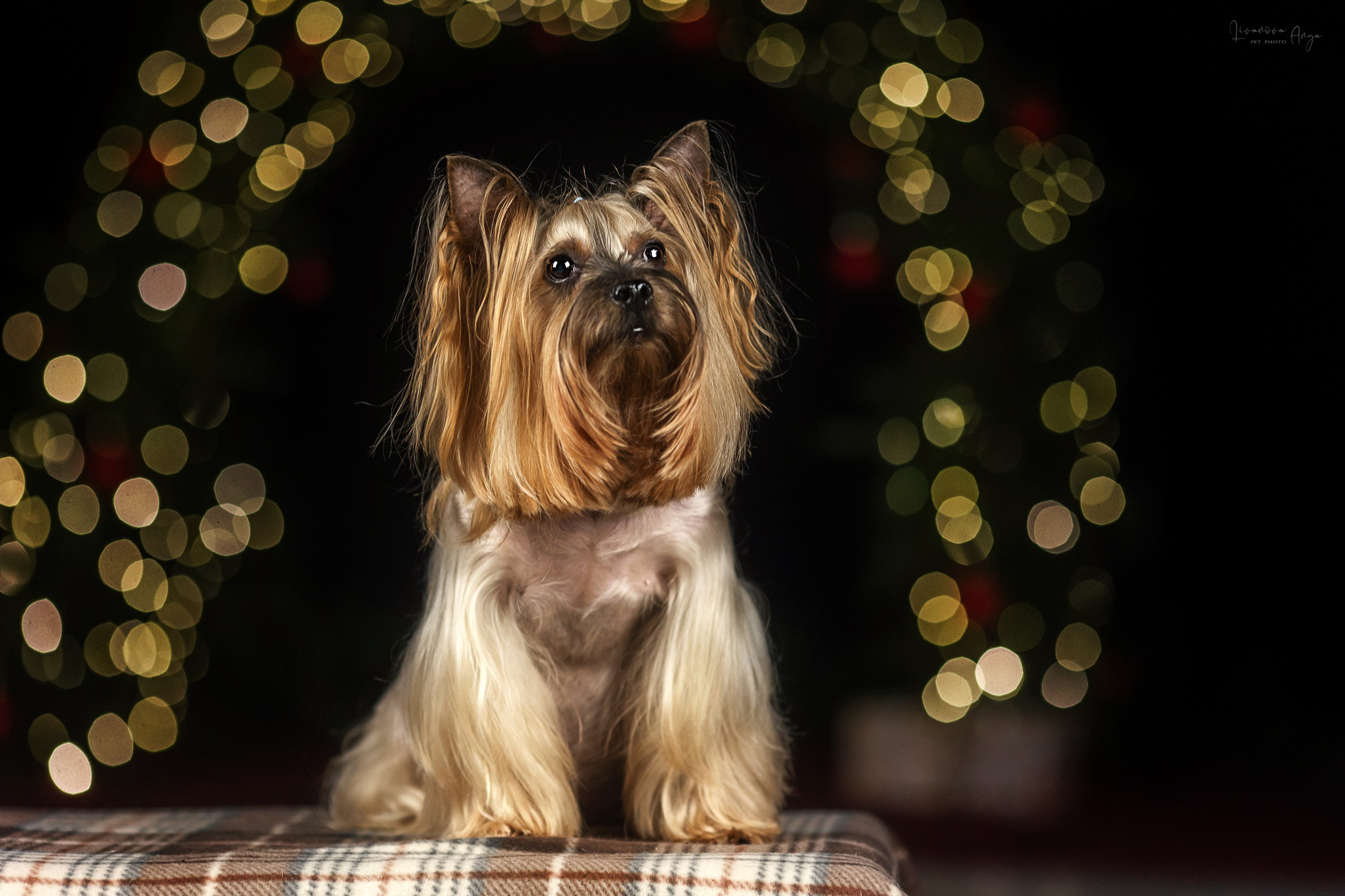 Фотодень_1 2025. Фотограф анималист Аня Ливанова | Рыбинск