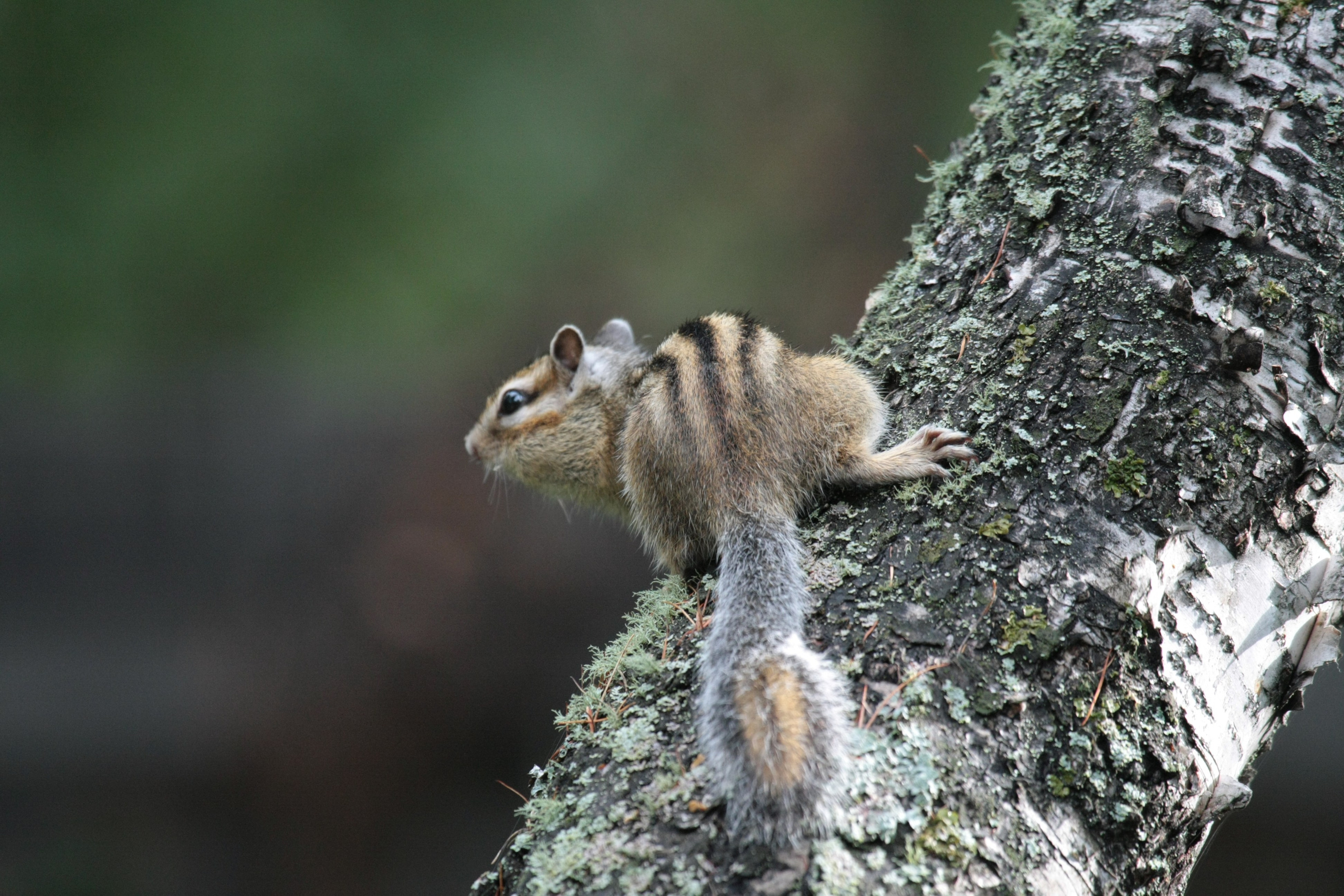 Фото Природы Забайкалья. Студия Максима Белослюдцева