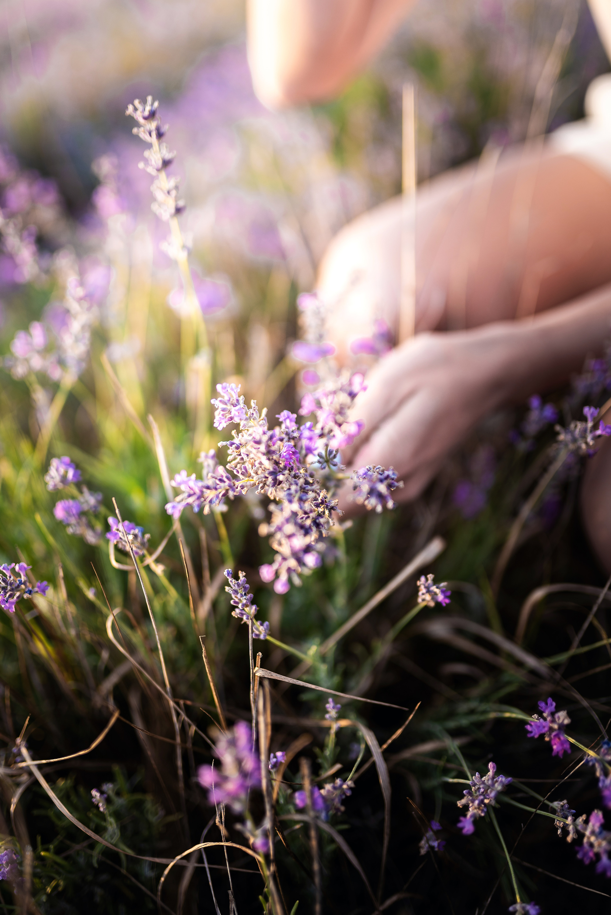 Съемка семьи в лавандовом поле. Фотограф в Севастополе и Крыму Горбунов Денис