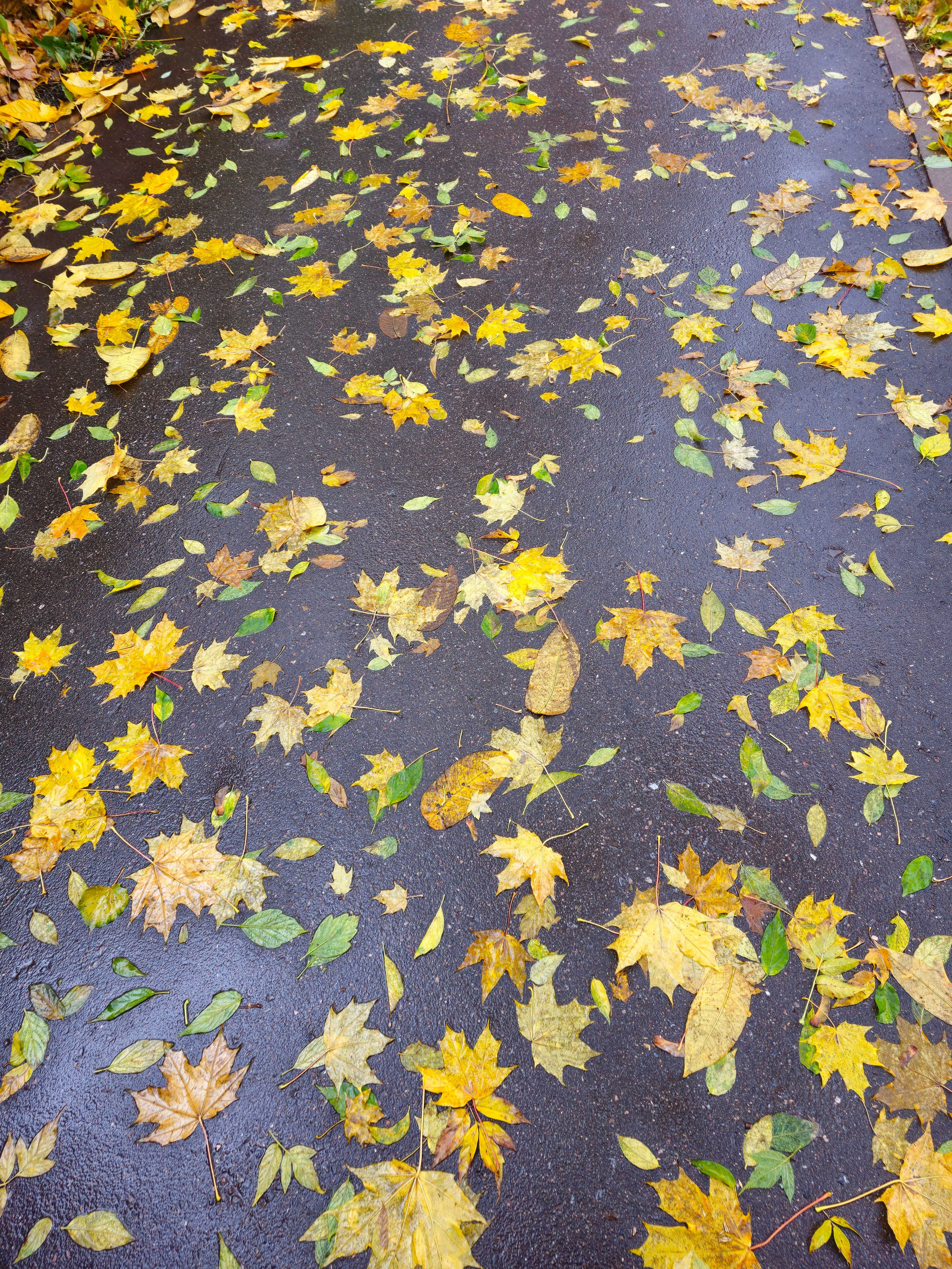 Контраст Листьев на Мокром Асфальте. Крупный план мокрого, темного асфальта, усыпанного разбросанными желтыми, зелеными и коричневыми осенними листьями. Гладкая поверхность асфальта контрастирует с текстурой и цветами листвы. Разбросанные желтые, зеленые и коричневые осенние листья на блестящем, мокром темном асфальте.