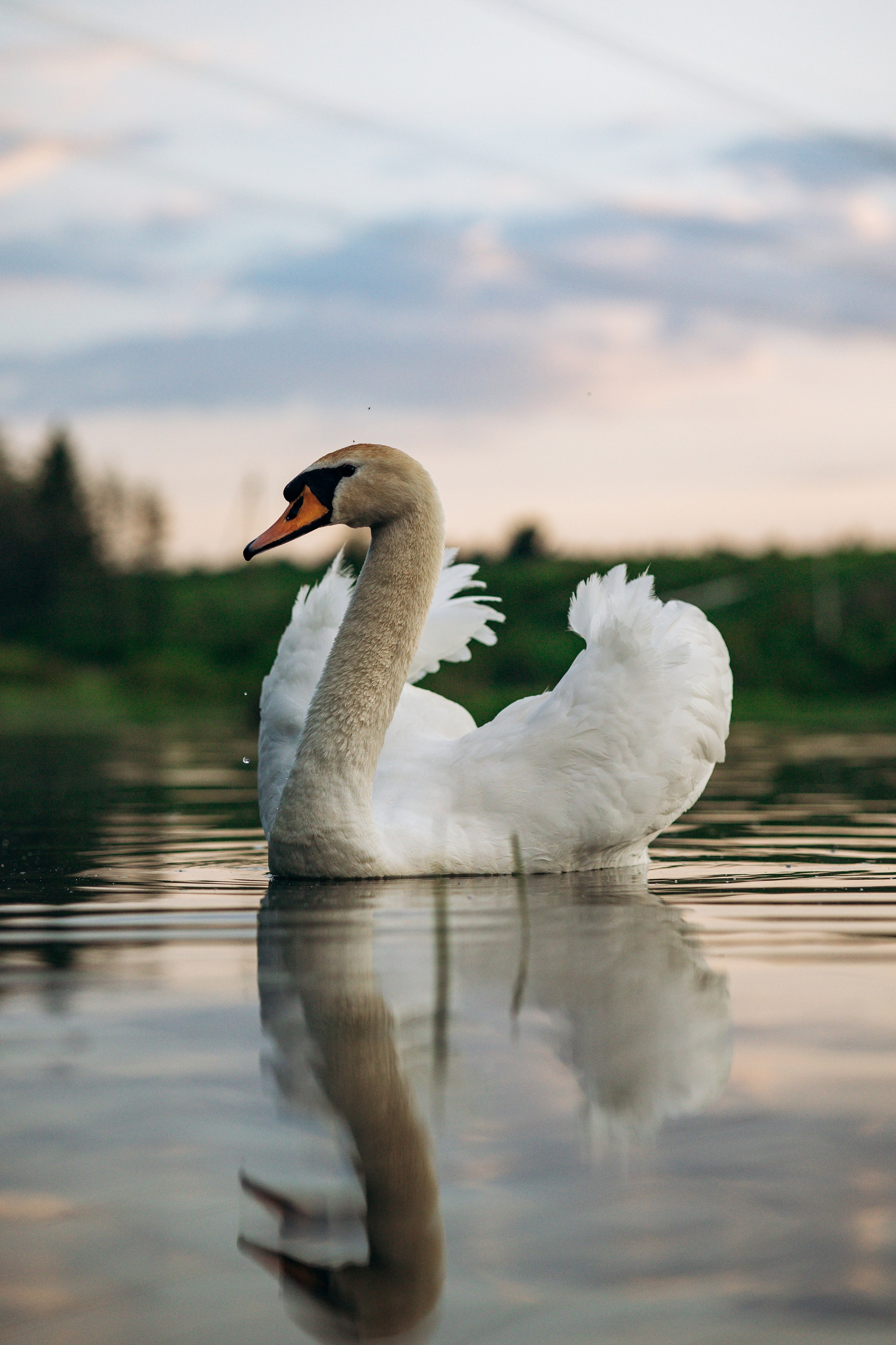 Шани и ее семья. Фотограф — Анималист | Санкт-Петербург
