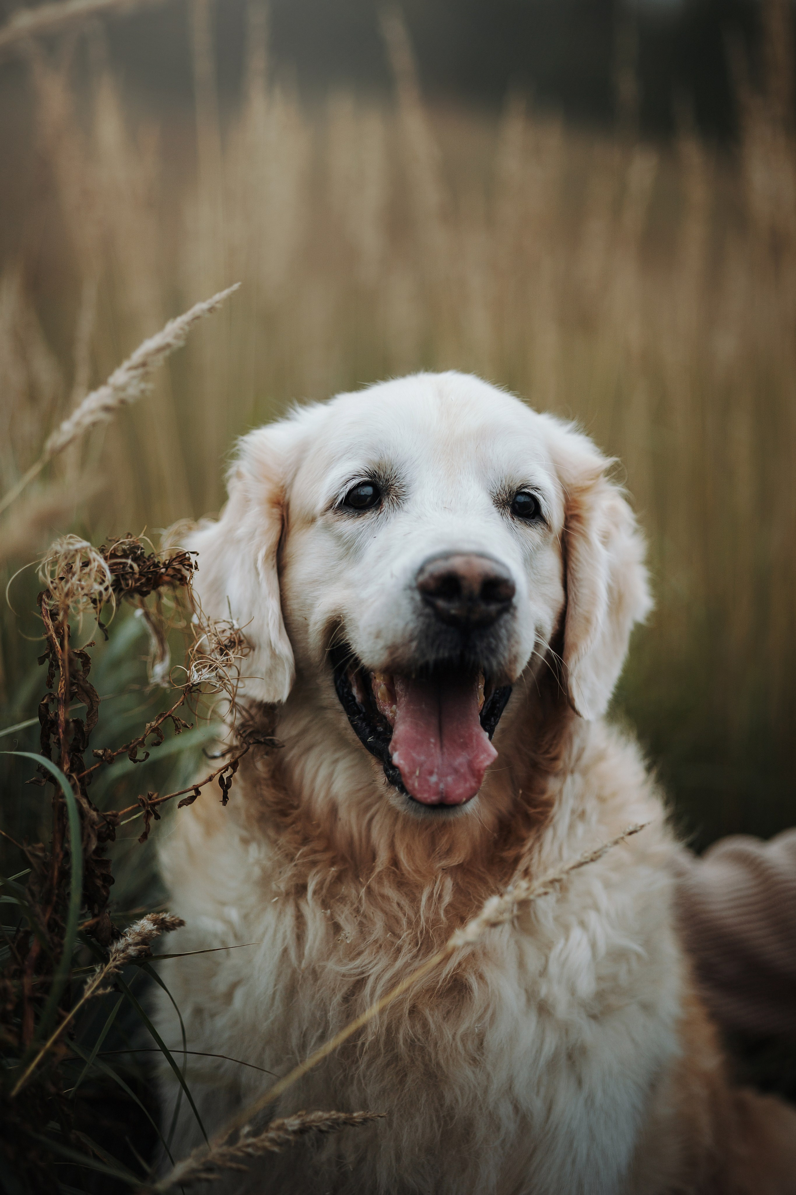 Света и Том. Фотограф — Анималист | Санкт-Петербург