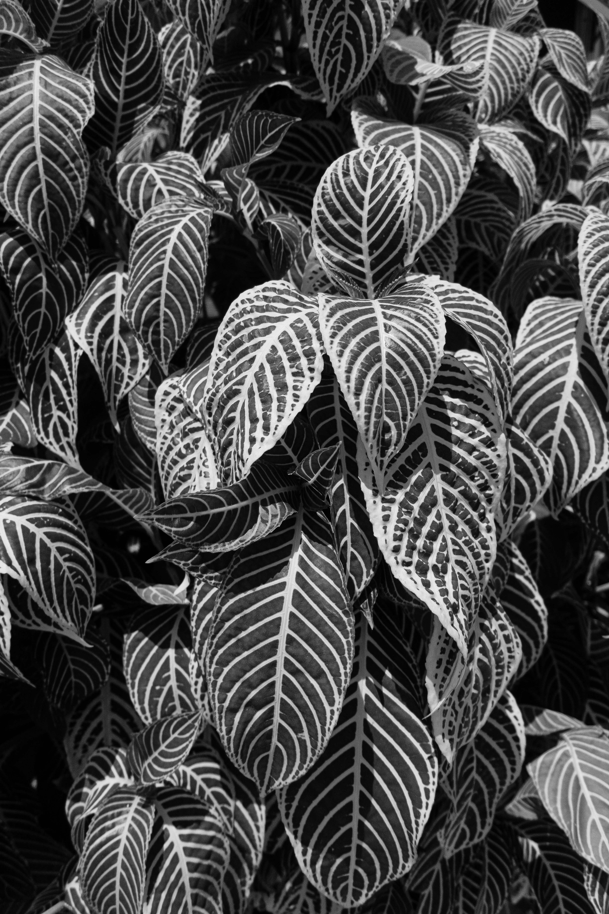 О.Тулусду. Мальдивы. Фотограф Светлана Голицына