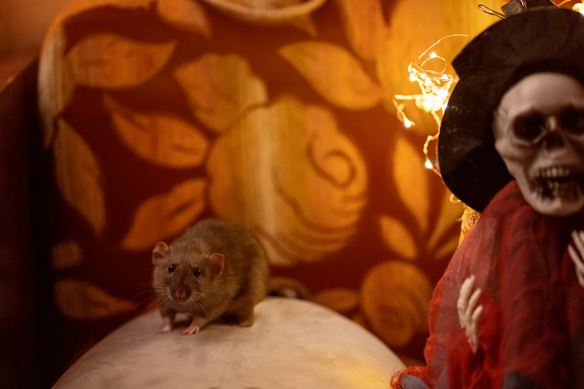 Halloween rat. Семейный и детский фотограф в Хабаровске Анна Гриневич
