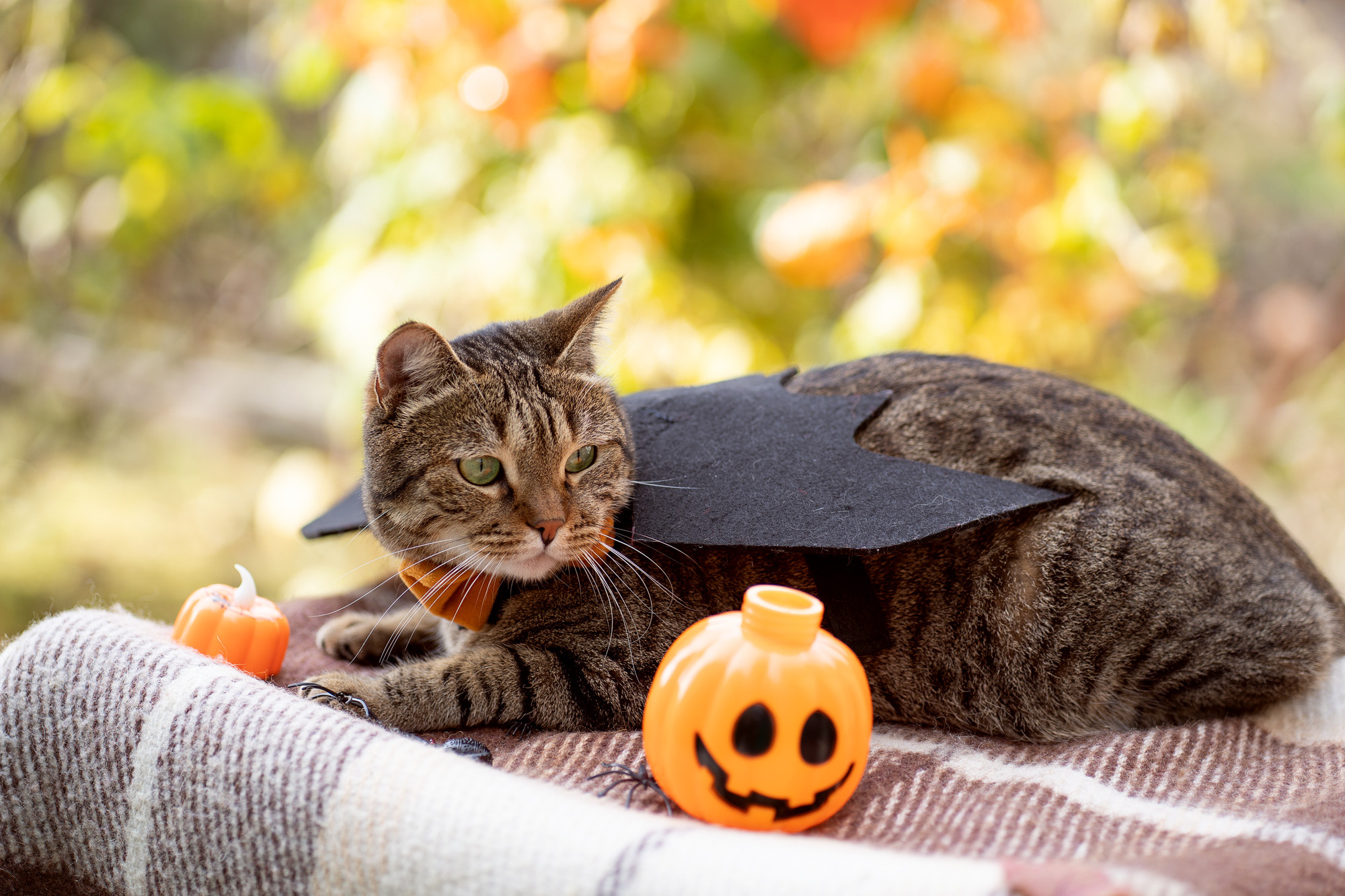 Autumn vocation. Семейный и детский фотограф в Хабаровске Анна Гриневич