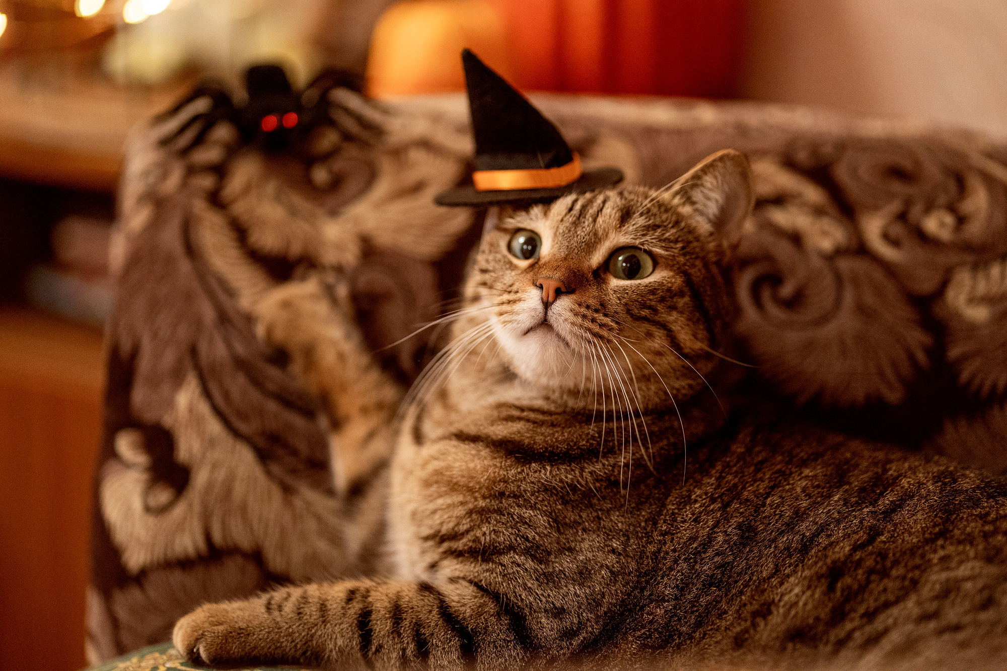 Halloween cat. Семейный и детский фотограф в Хабаровске Анна Гриневич