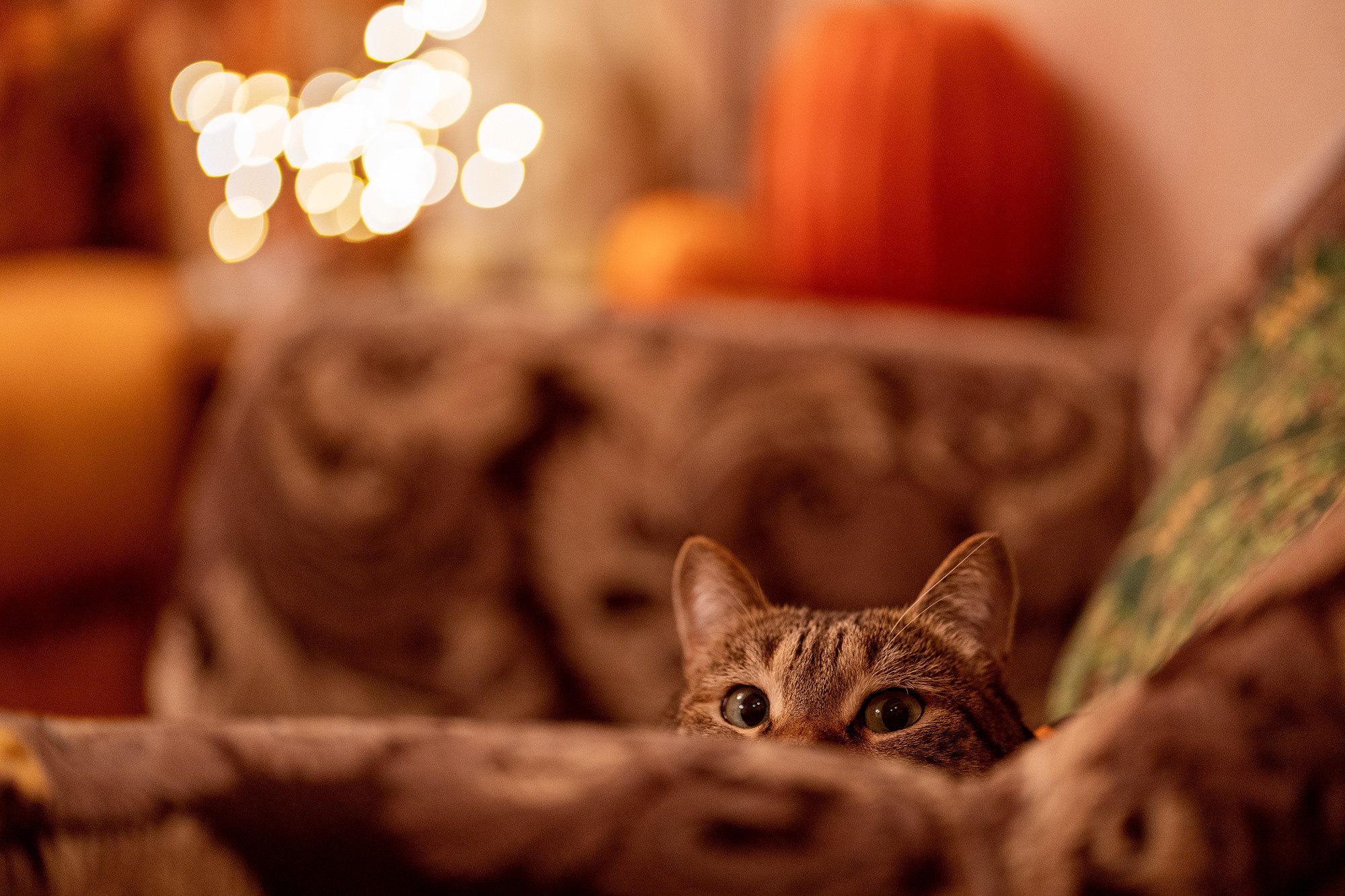 Halloween cat. Семейный и детский фотограф в Хабаровске Анна Гриневич