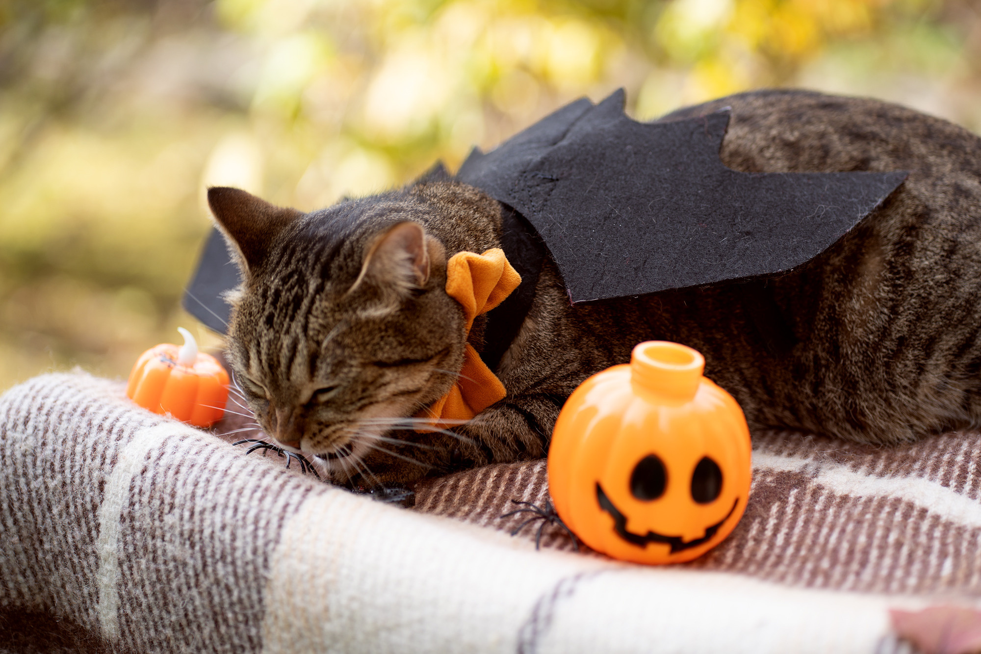 Autumn vocation. Семейный и детский фотограф в Хабаровске Анна Гриневич