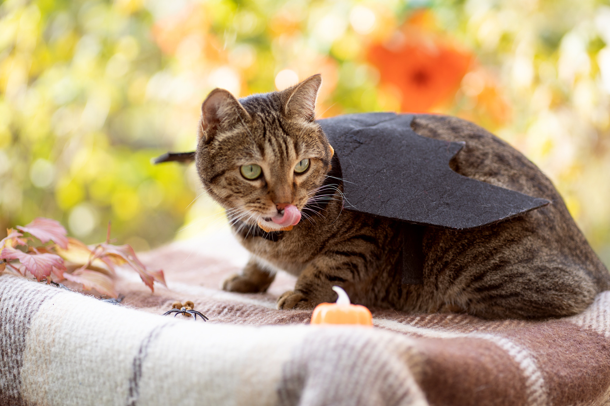 Autumn vocation. Семейный и детский фотограф в Хабаровске Анна Гриневич