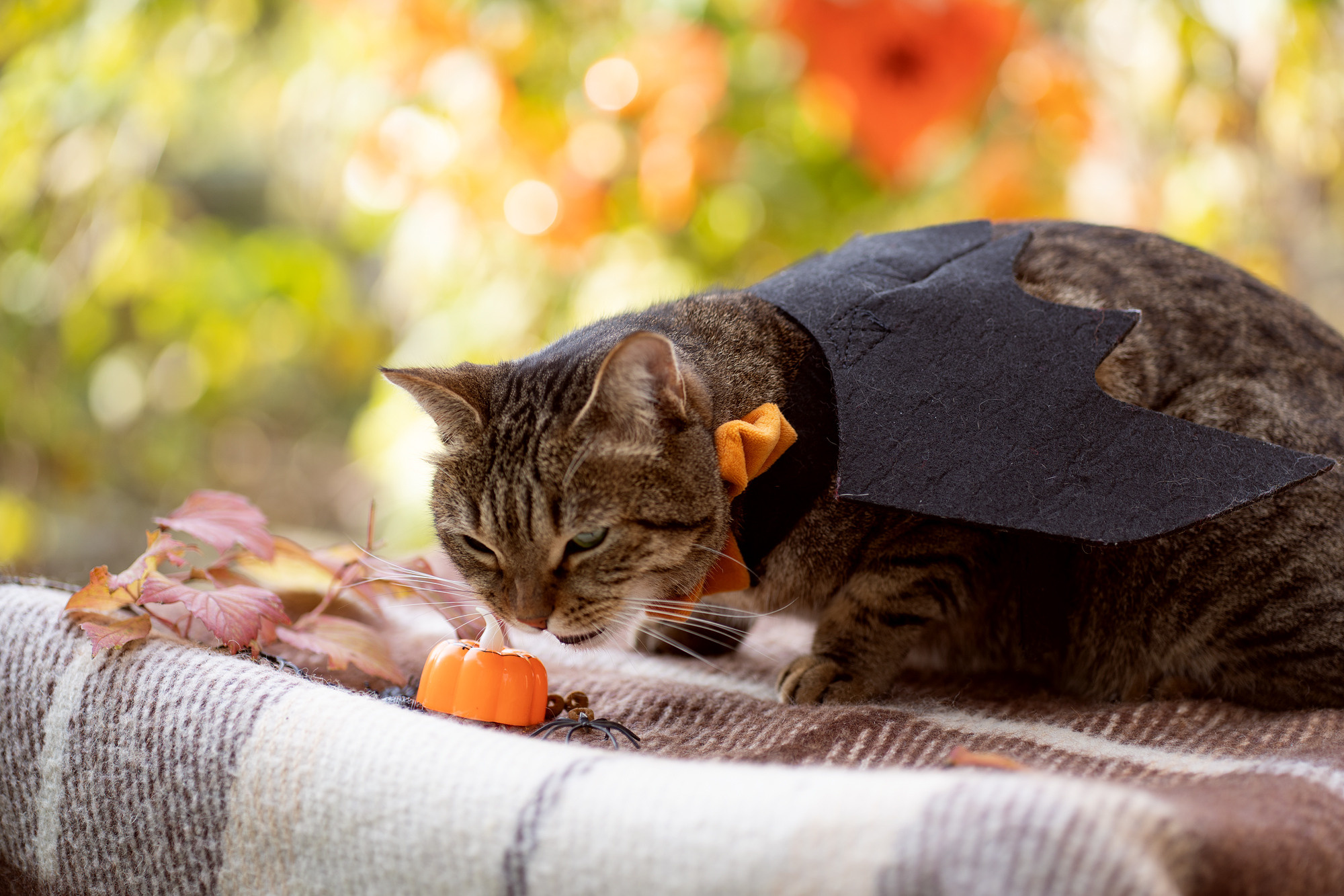 Autumn vocation. Семейный и детский фотограф в Хабаровске Анна Гриневич