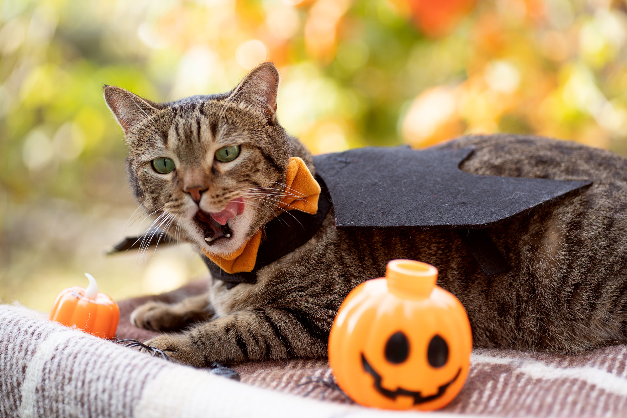 Autumn vocation. Семейный и детский фотограф в Хабаровске Анна Гриневич