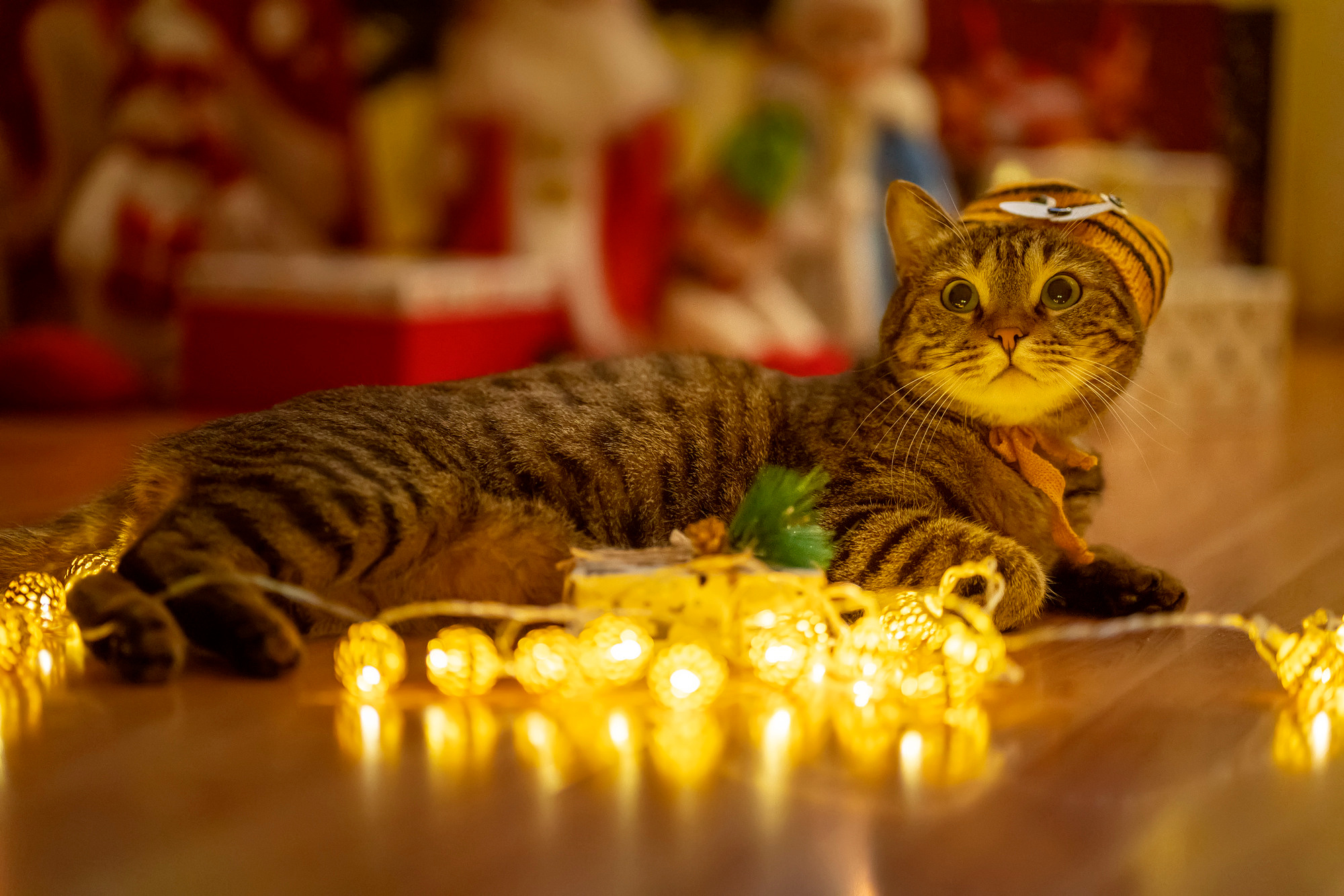 New Year 2022. Семейный и детский фотограф в Хабаровске Анна Гриневич