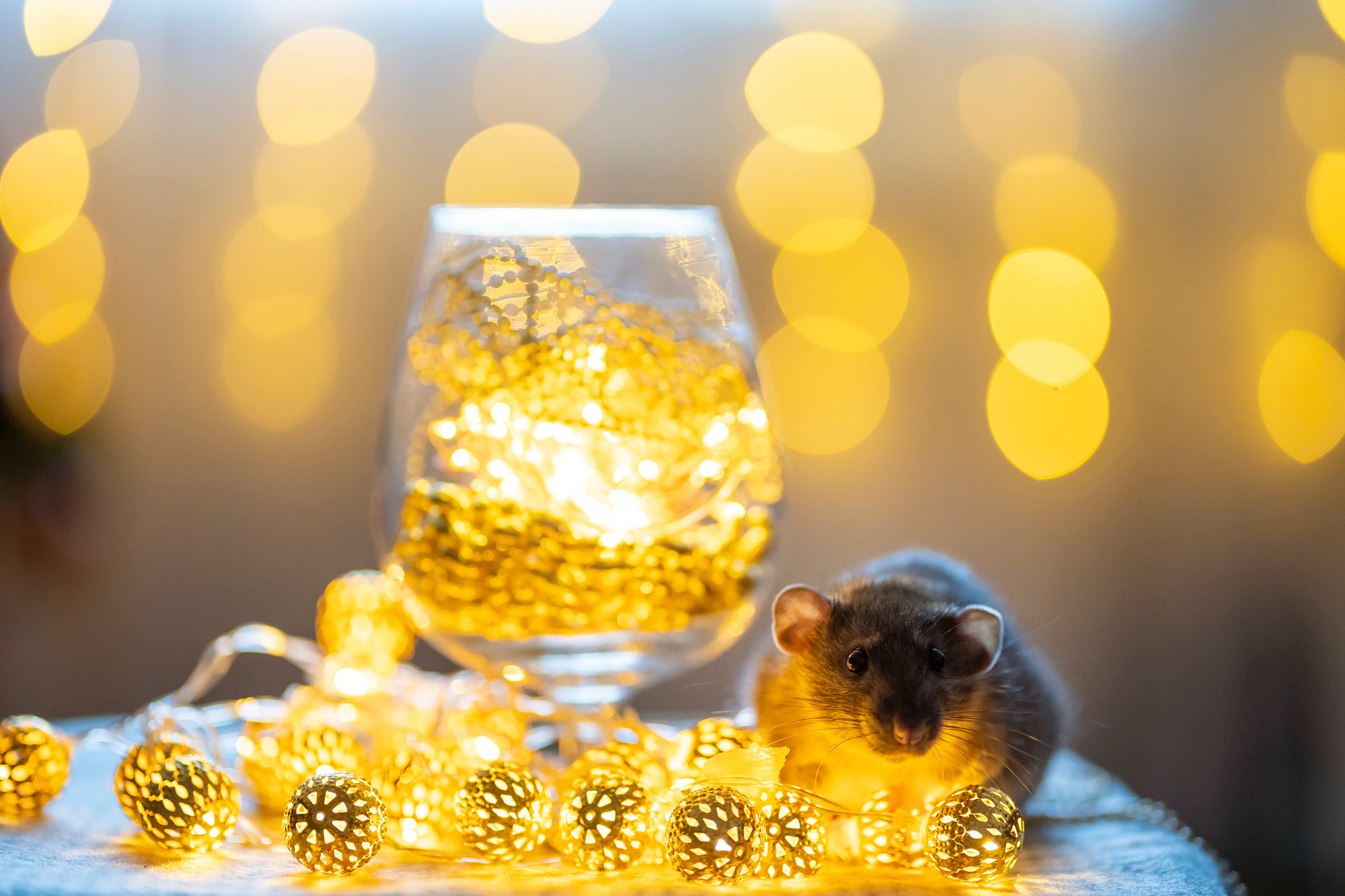 Rat and lights. Семейный и детский фотограф в Хабаровске Анна Гриневич