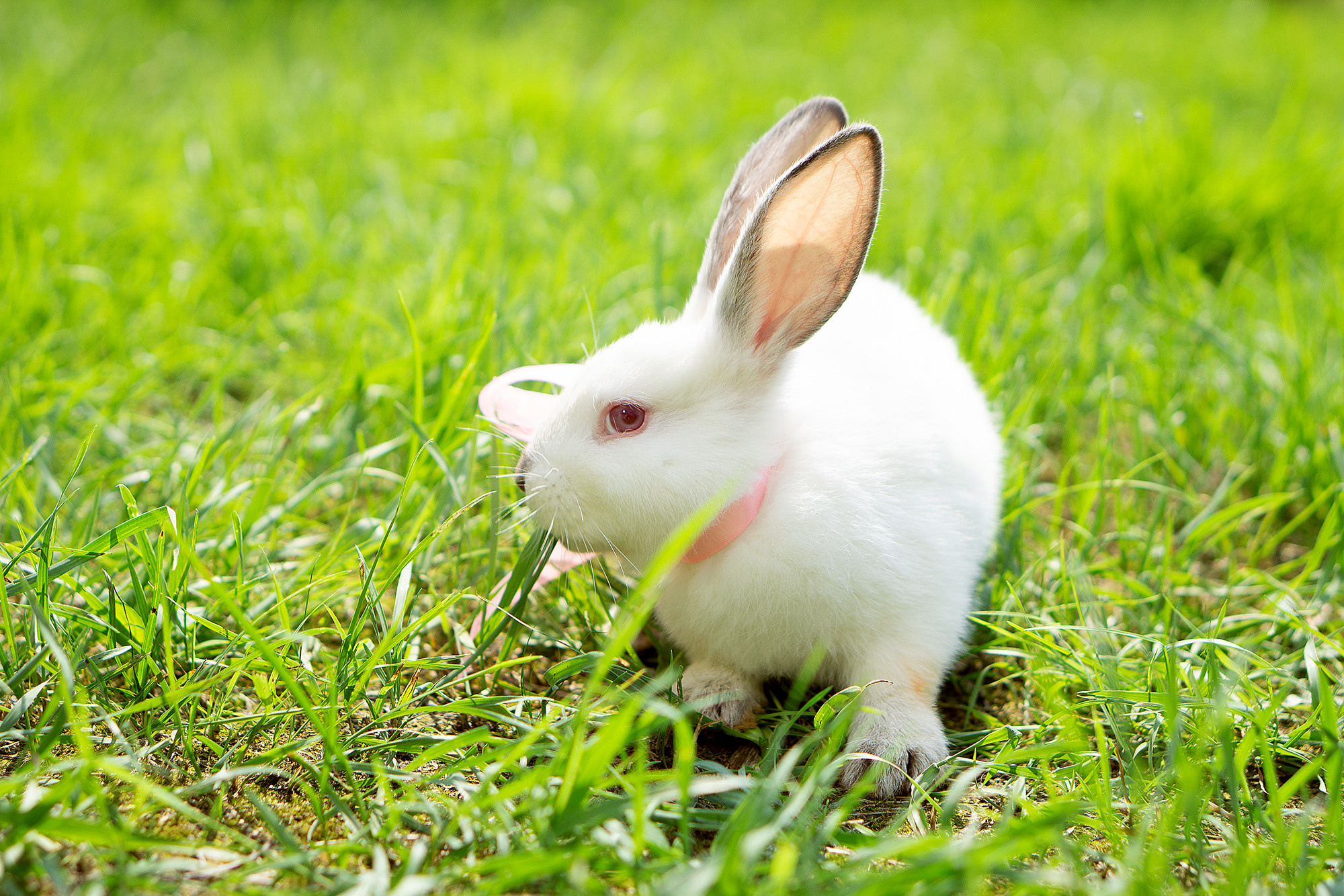 Кролики летом. Семейный и детский фотограф в Хабаровске Анна Гриневич