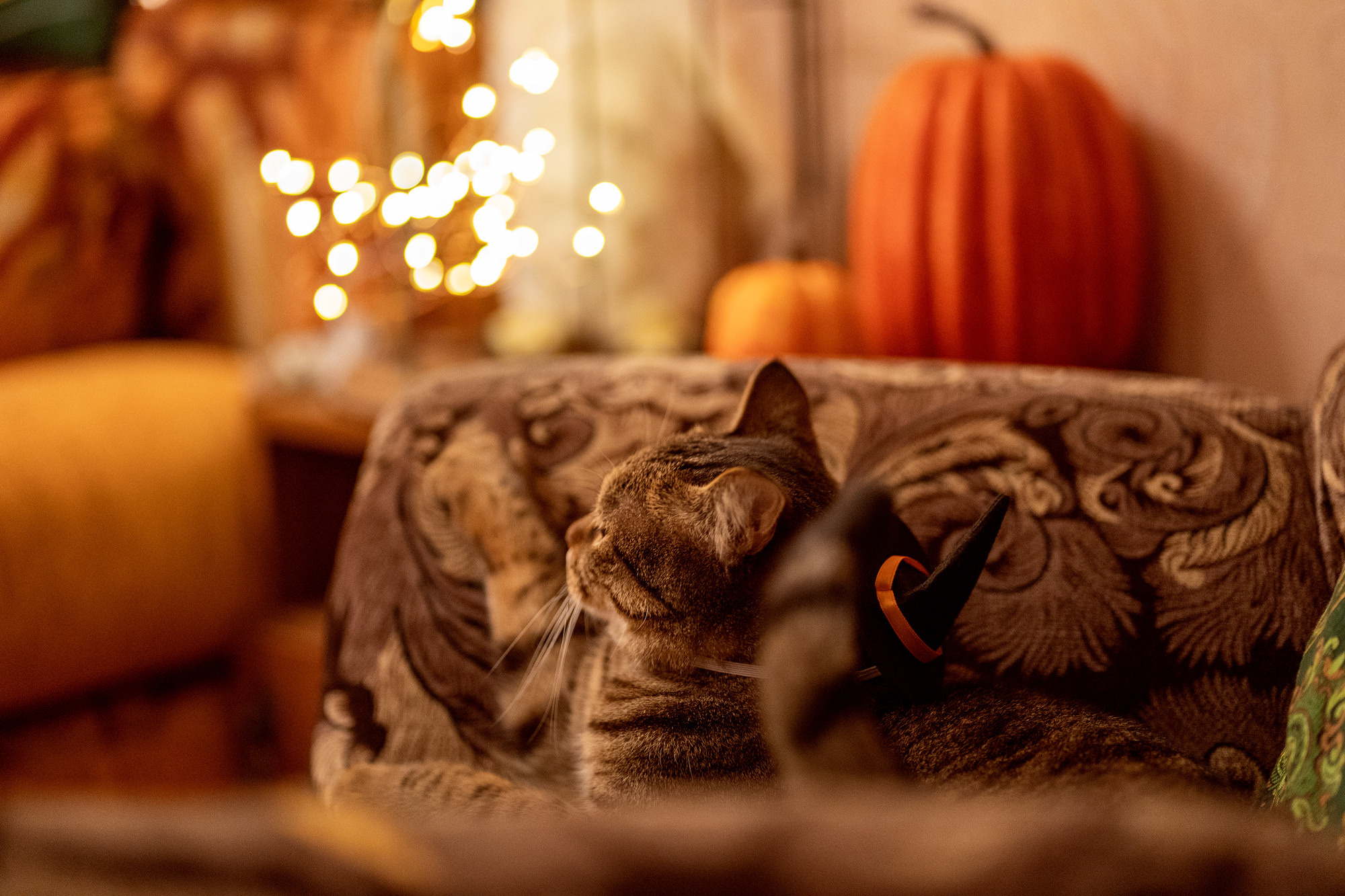 Halloween cat. Семейный и детский фотограф в Хабаровске Анна Гриневич