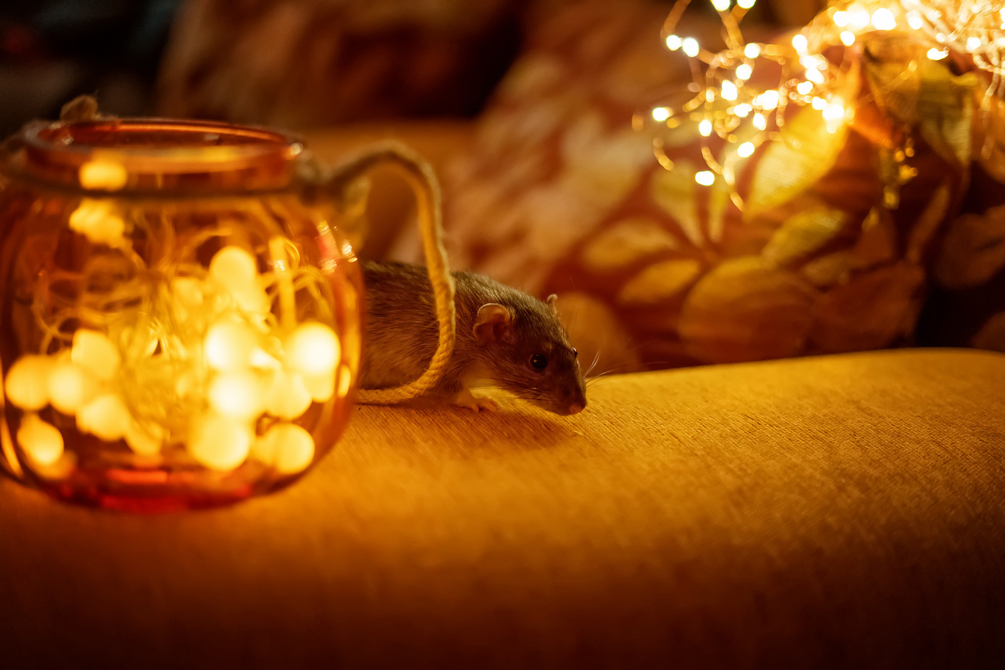 Halloween rat. Семейный и детский фотограф в Хабаровске Анна Гриневич