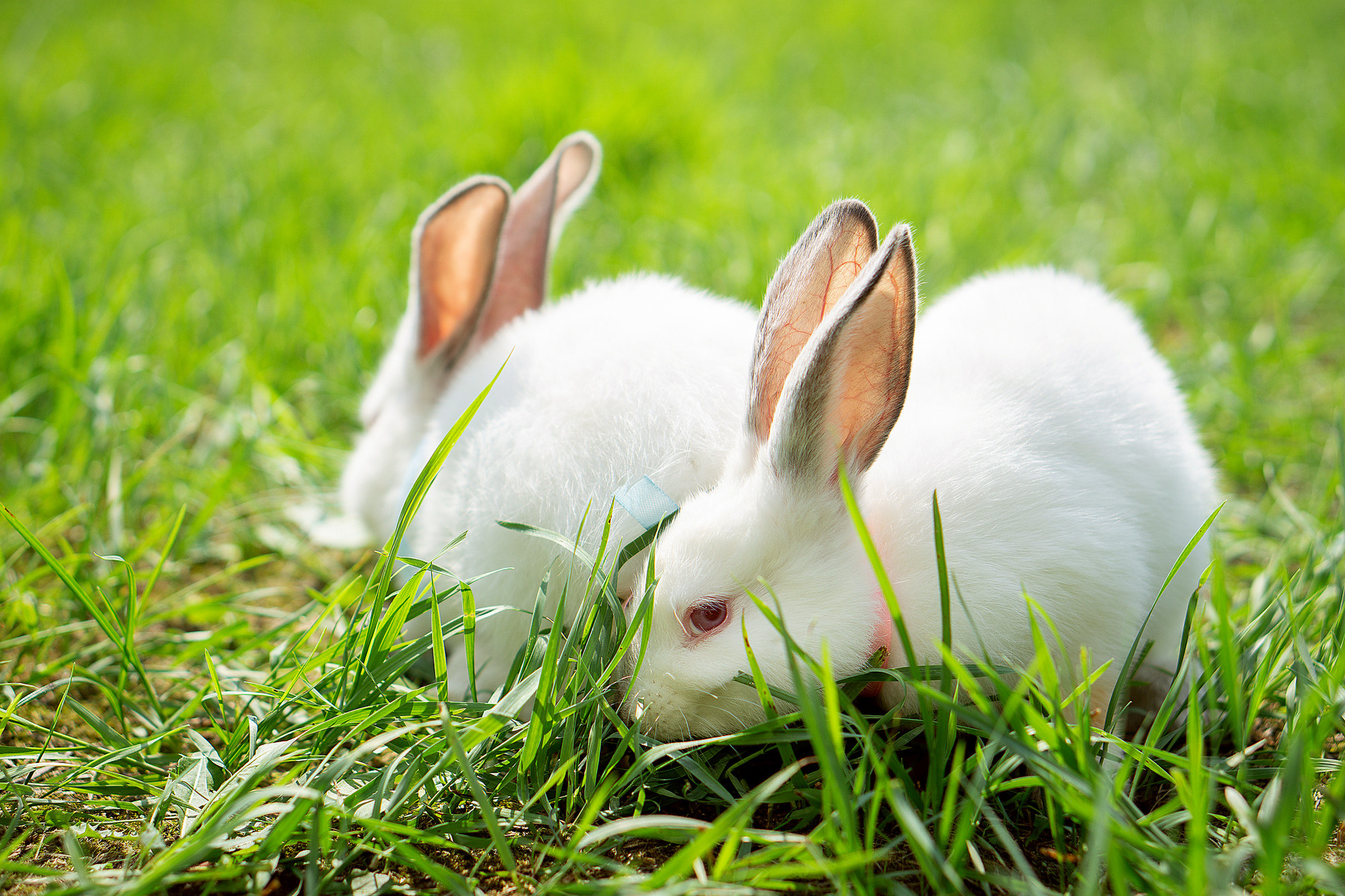 Кролики летом. Семейный и детский фотограф в Хабаровске Анна Гриневич