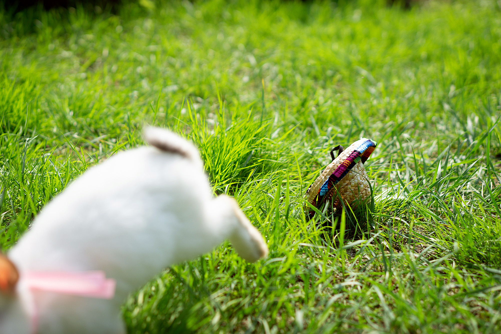 Кролики летом. Семейный и детский фотограф в Хабаровске Анна Гриневич