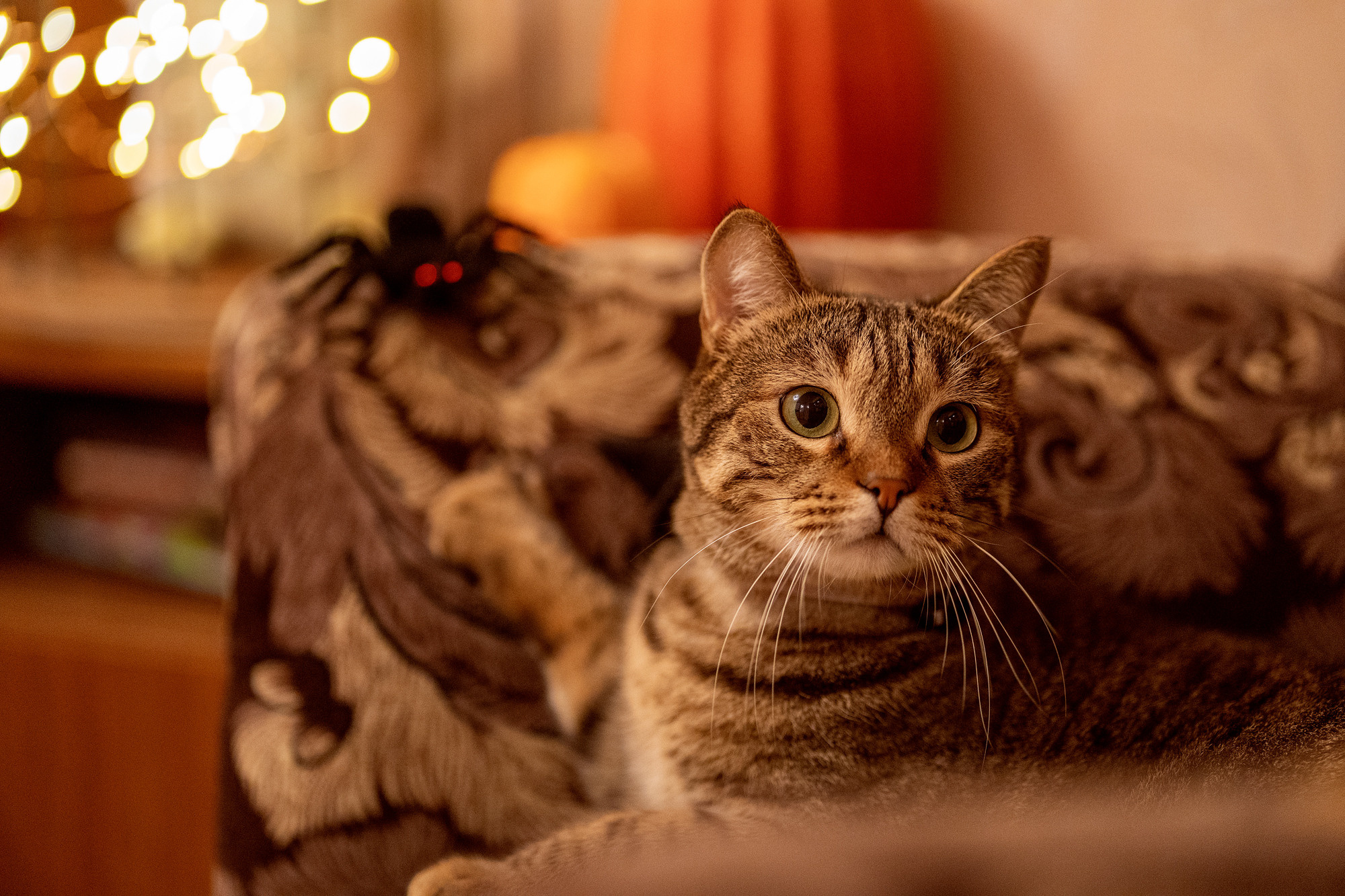 Halloween cat. Семейный и детский фотограф в Хабаровске Анна Гриневич