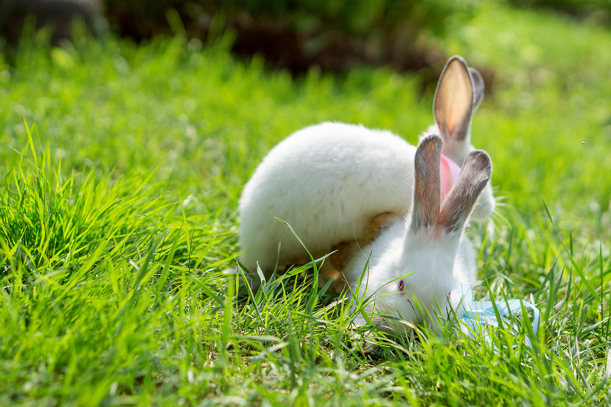 Кролики летом. Семейный и детский фотограф в Хабаровске Анна Гриневич