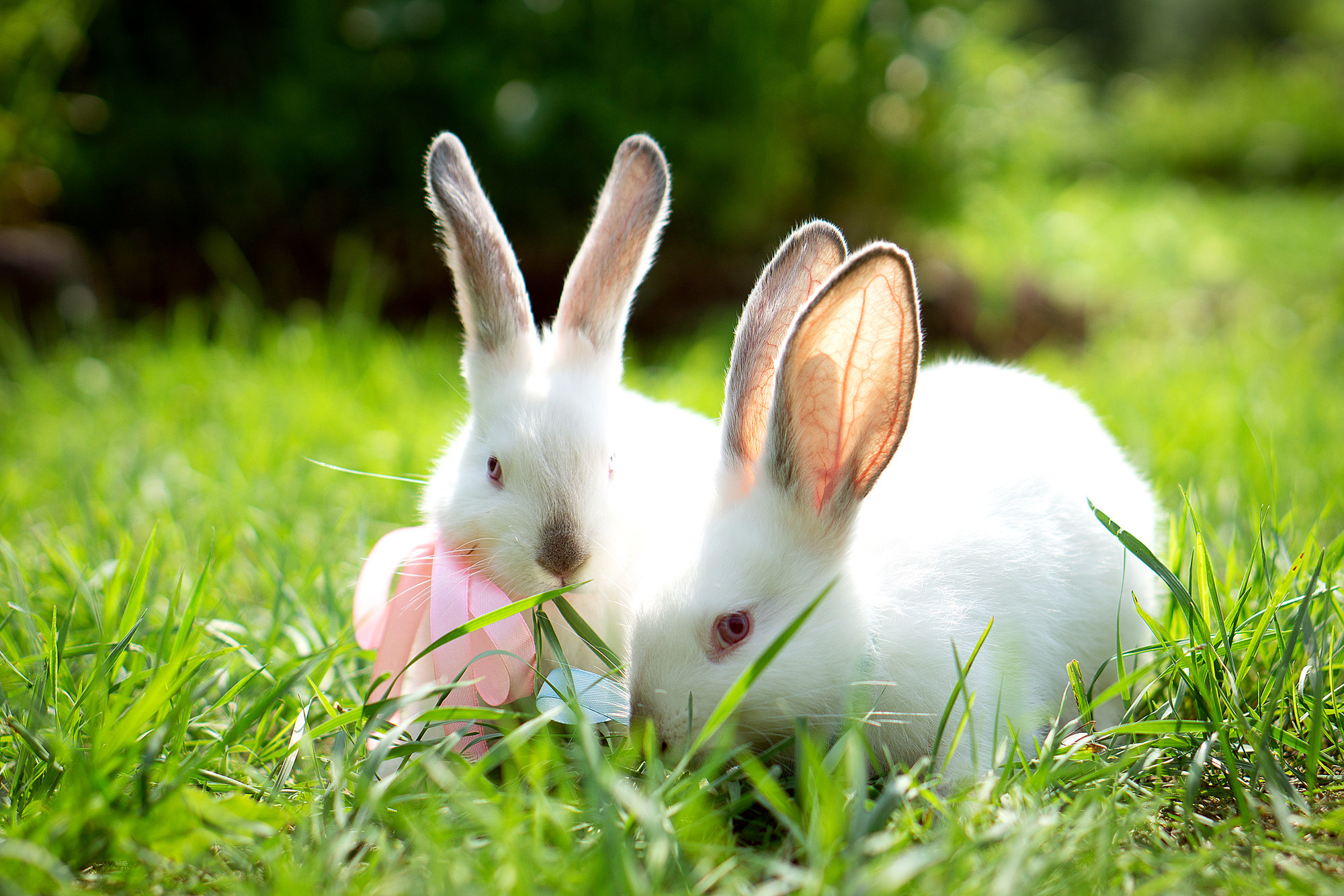Кролики летом. Семейный и детский фотограф в Хабаровске Анна Гриневич