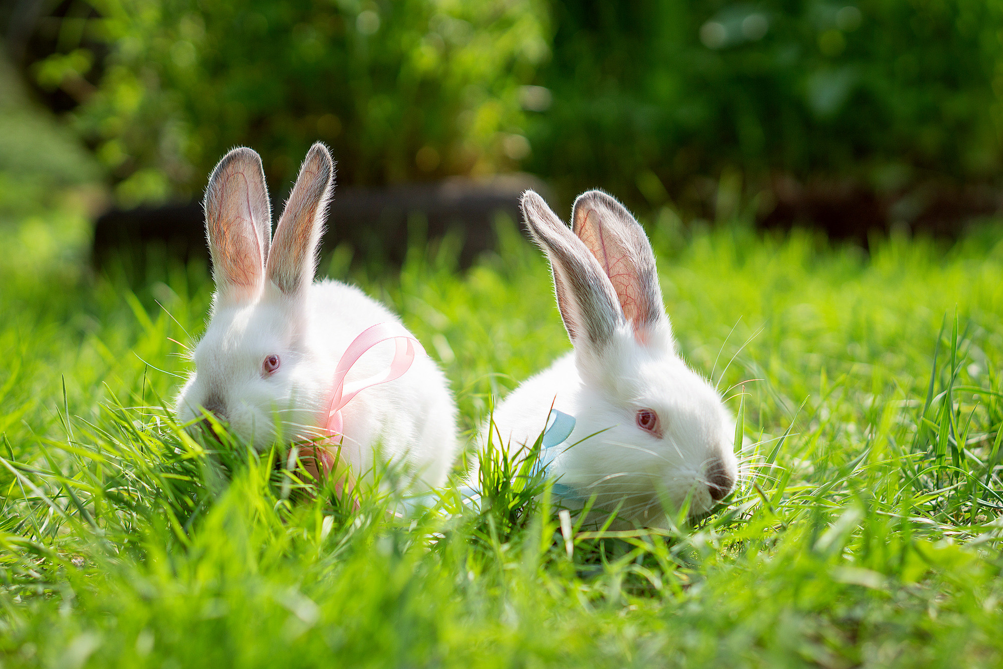 Кролики летом. Семейный и детский фотограф в Хабаровске Анна Гриневич