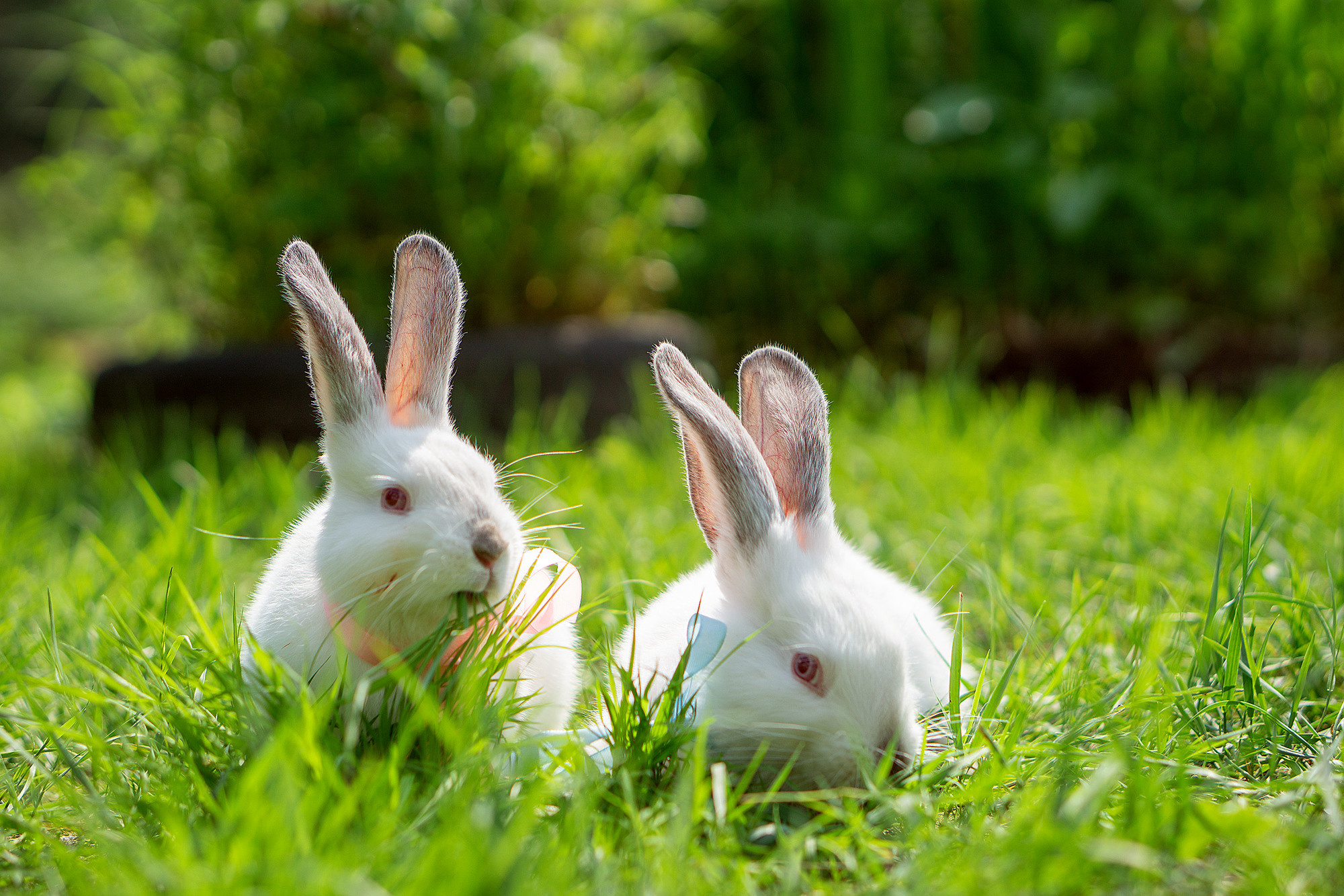 Кролики летом. Семейный и детский фотограф в Хабаровске Анна Гриневич