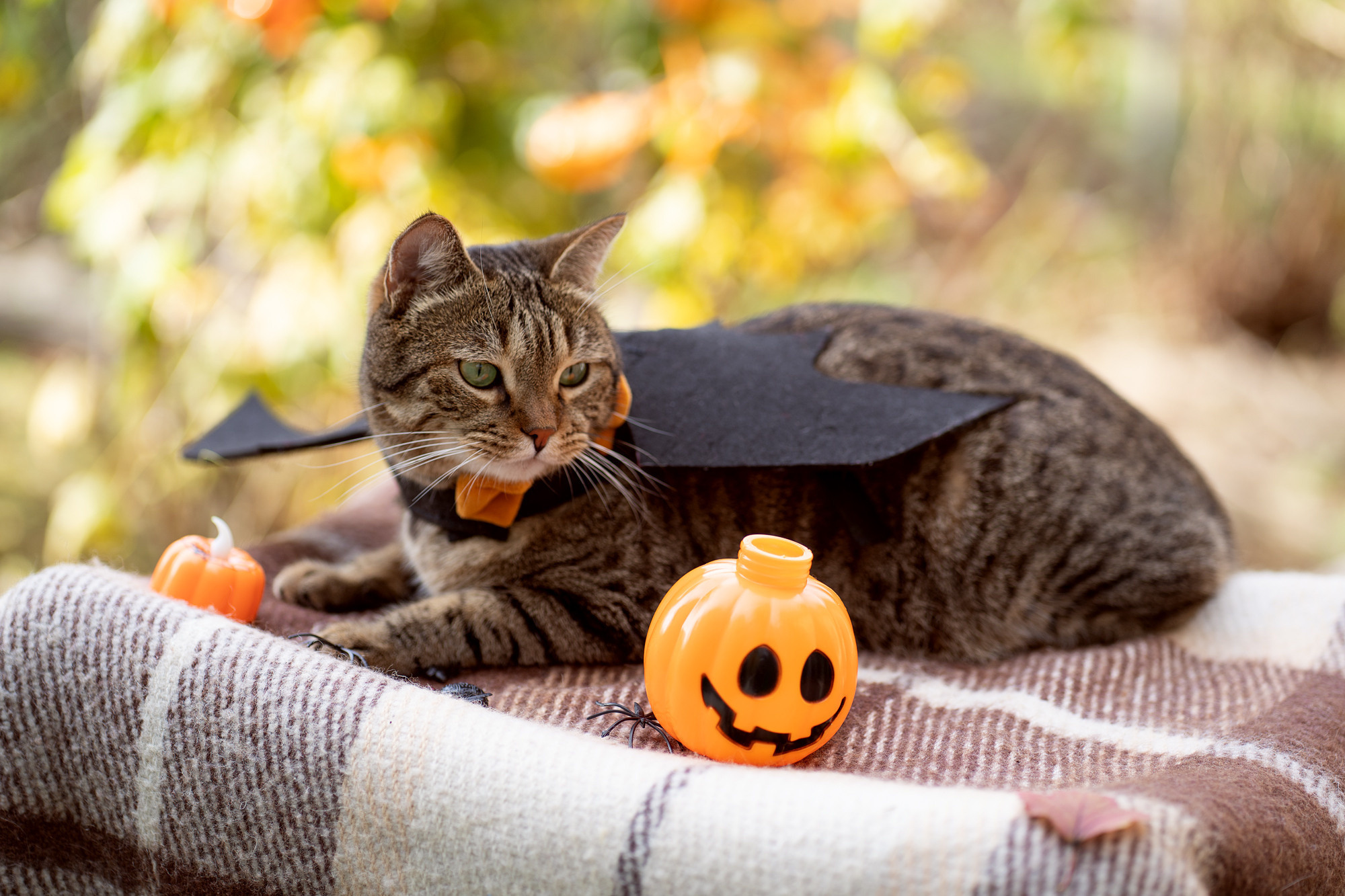 Autumn vocation. Семейный и детский фотограф в Хабаровске Анна Гриневич