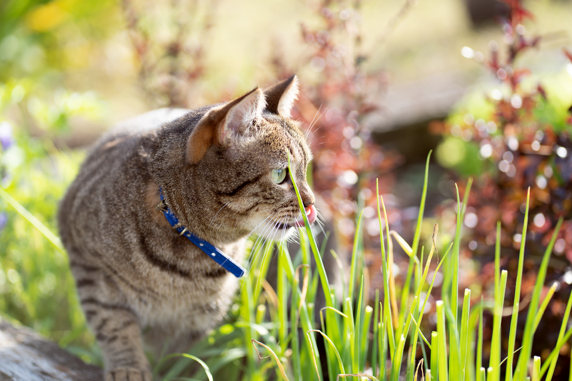 BARSELON. Семейный и детский фотограф в Хабаровске Анна Гриневич