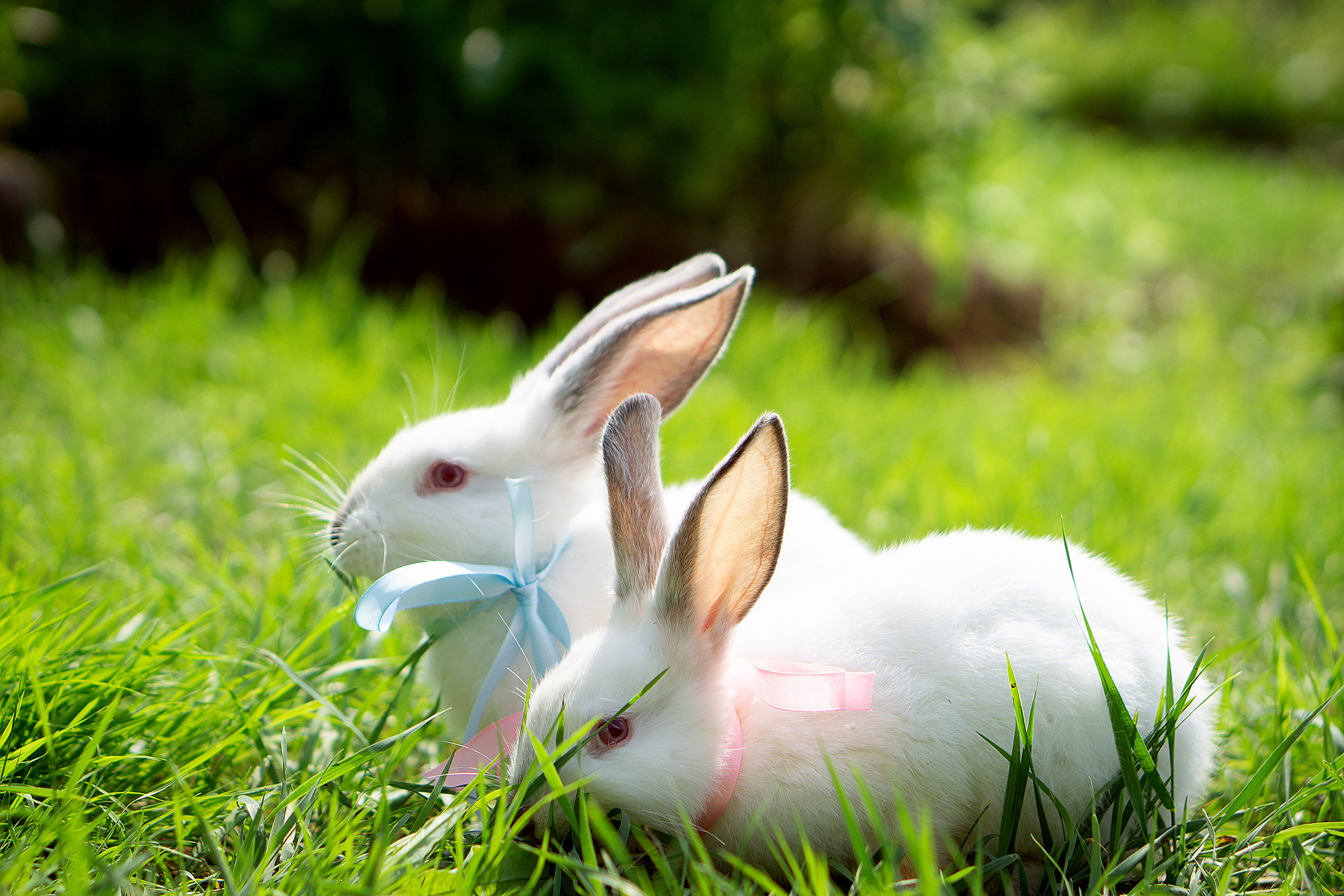 Кролики летом. Семейный и детский фотограф в Хабаровске Анна Гриневич