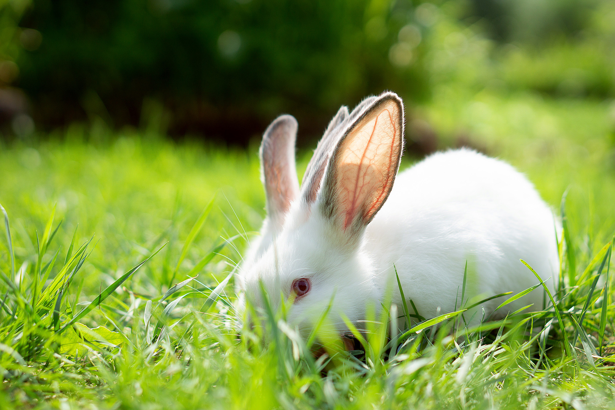 Кролики летом. Семейный и детский фотограф в Хабаровске Анна Гриневич