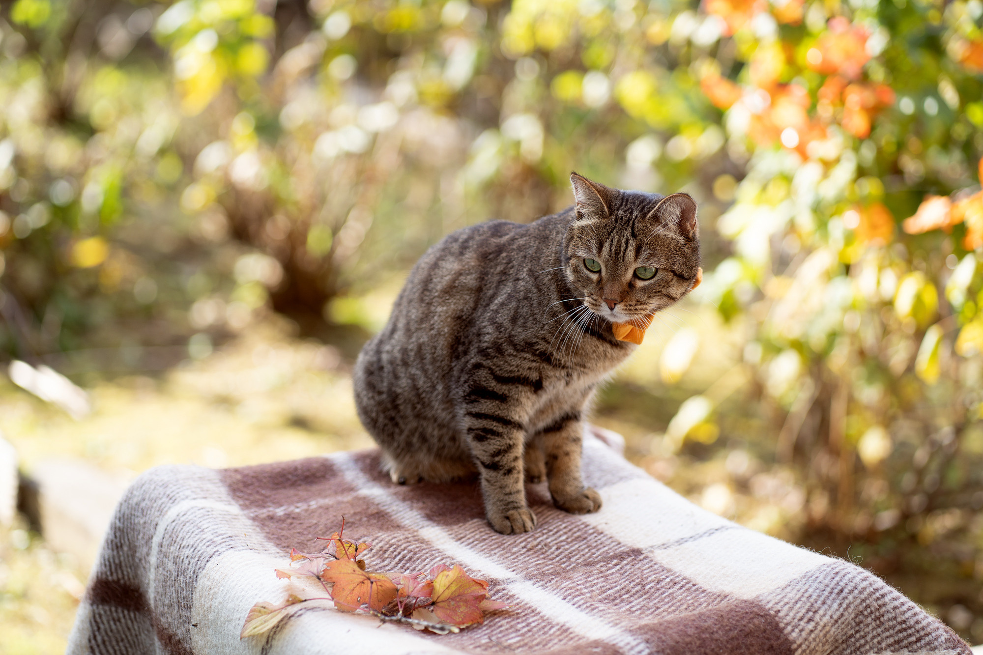 Autumn vocation. Семейный и детский фотограф в Хабаровске Анна Гриневич