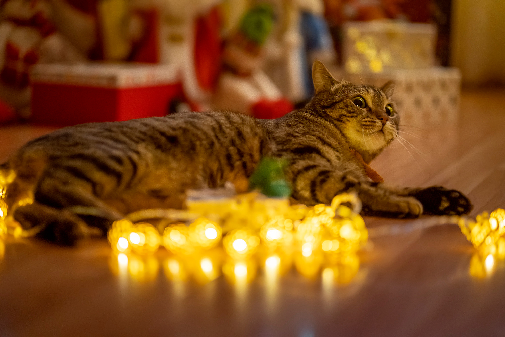 New Year 2022. Семейный и детский фотограф в Хабаровске Анна Гриневич
