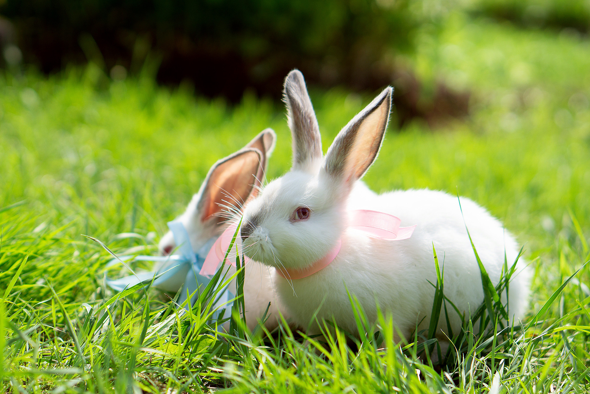 Кролики летом. Семейный и детский фотограф в Хабаровске Анна Гриневич