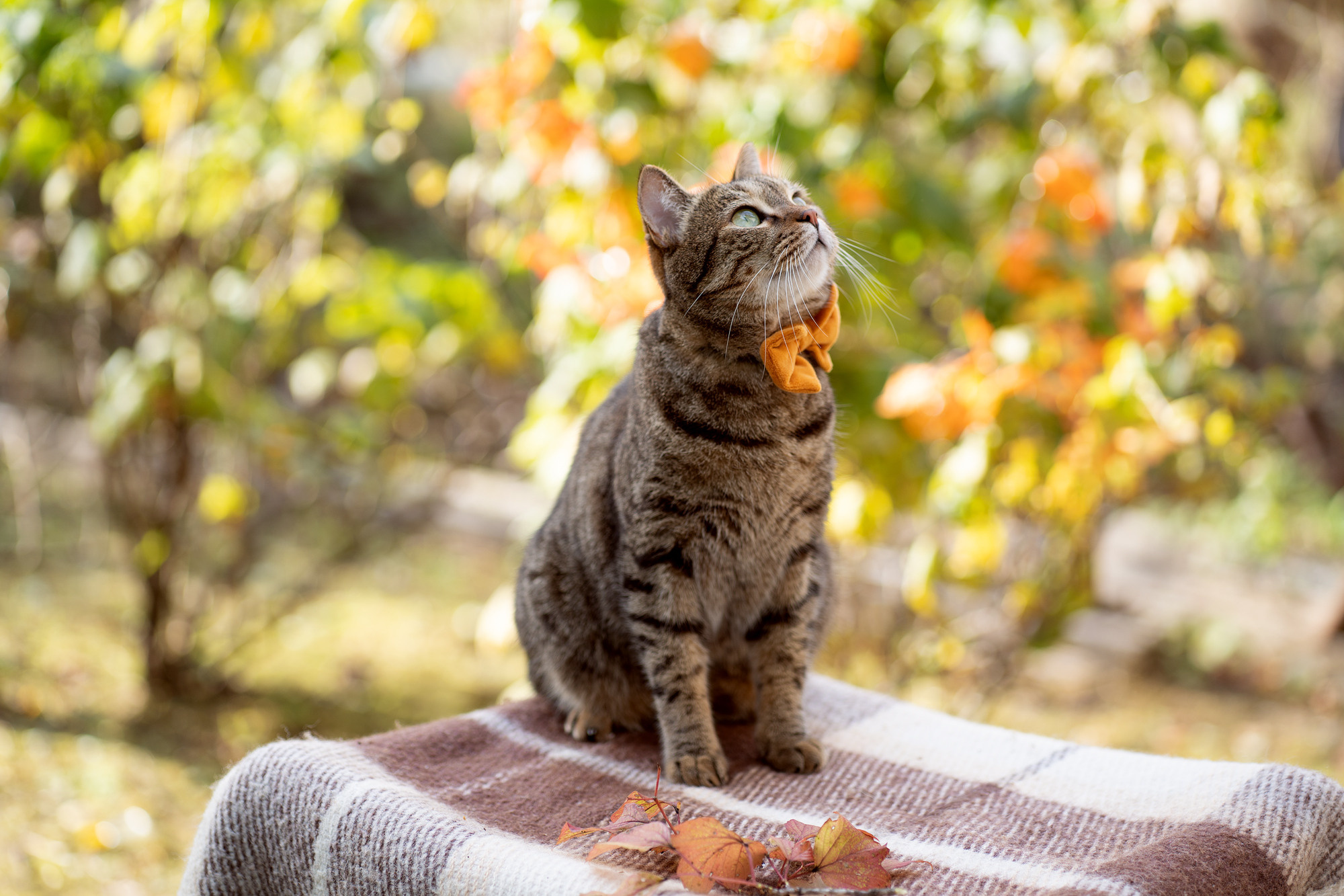 Autumn vocation. Семейный и детский фотограф в Хабаровске Анна Гриневич
