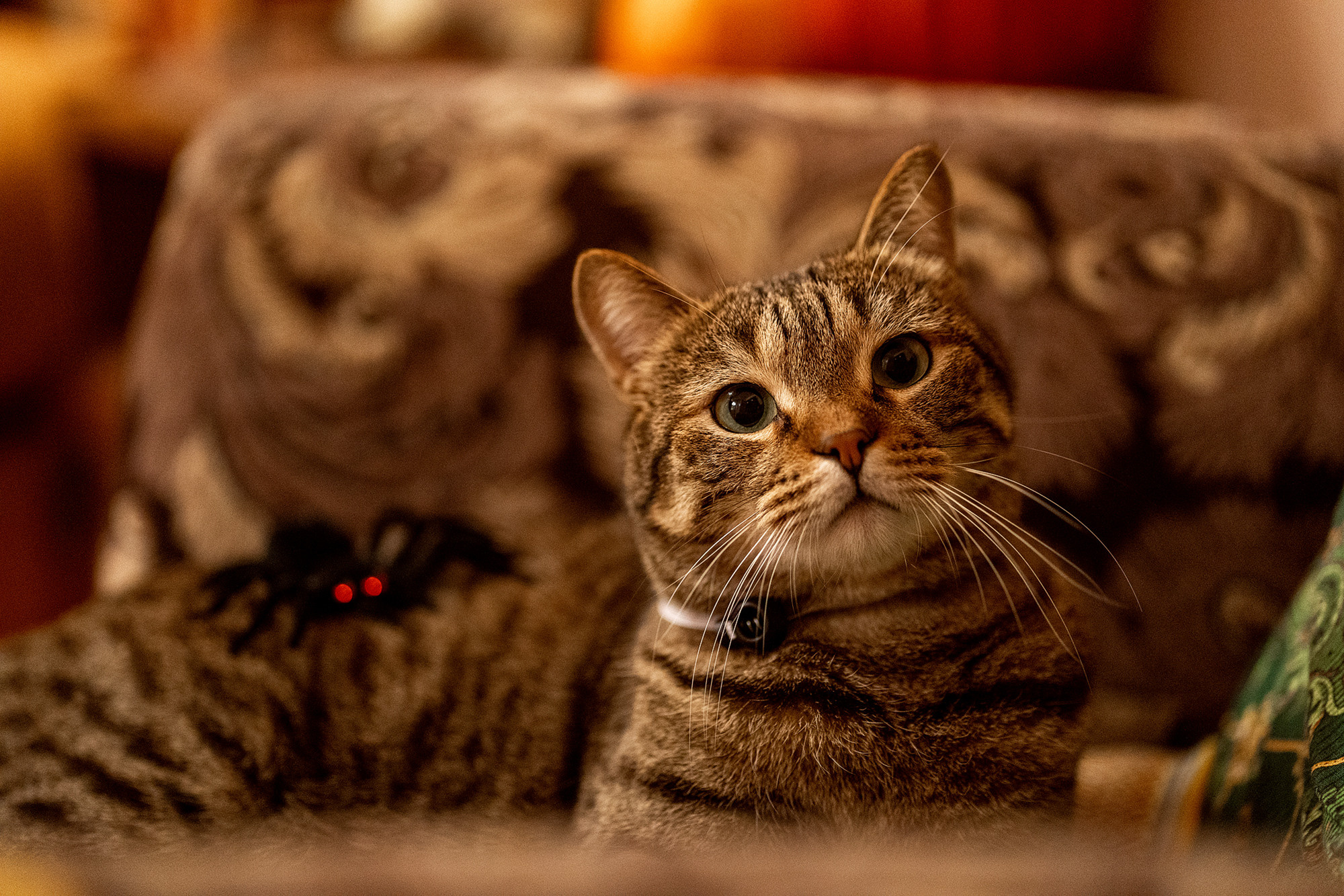 Halloween cat. Семейный и детский фотограф в Хабаровске Анна Гриневич
