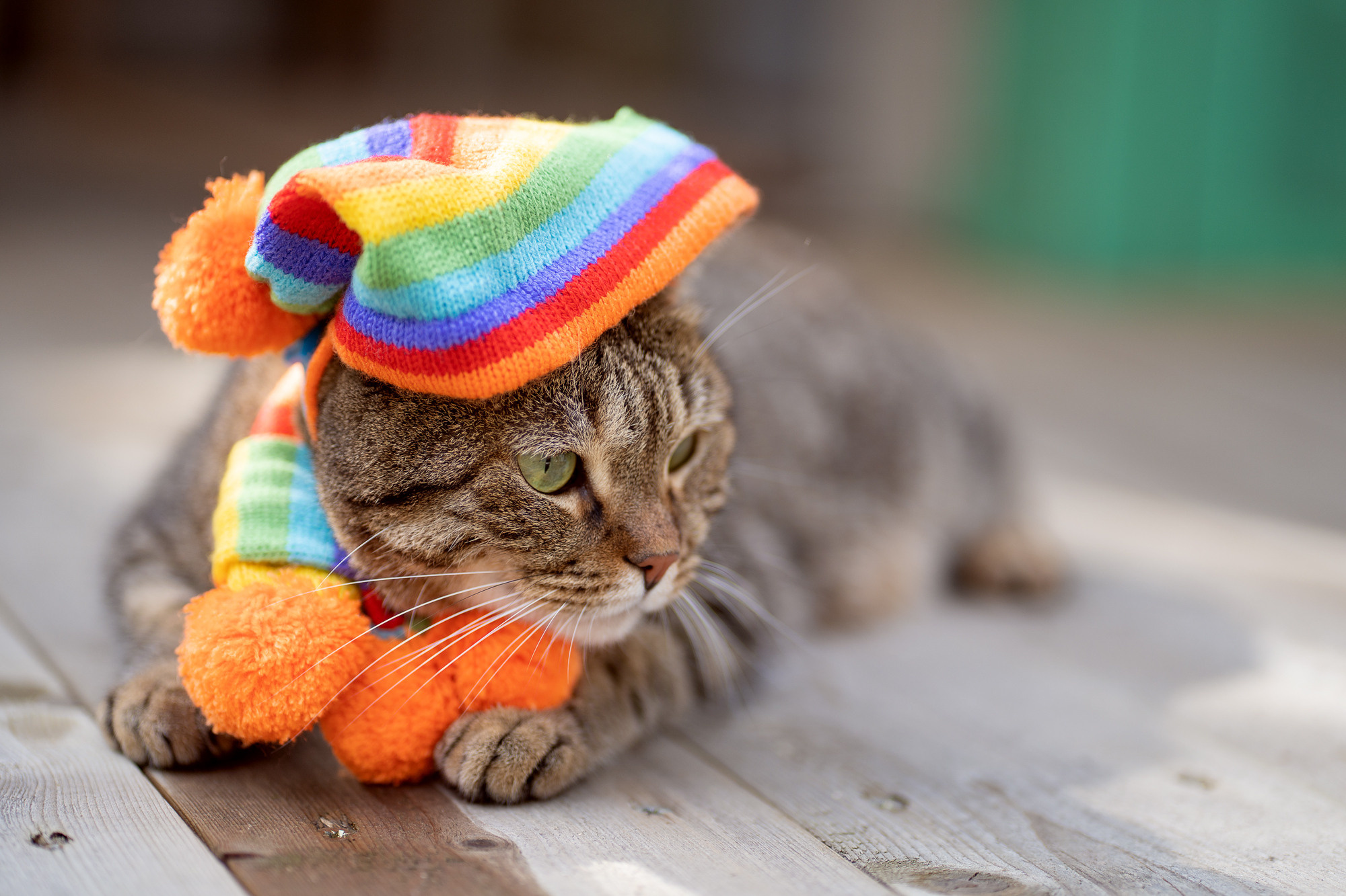 Autumn cat. Семейный и детский фотограф в Хабаровске Анна Гриневич