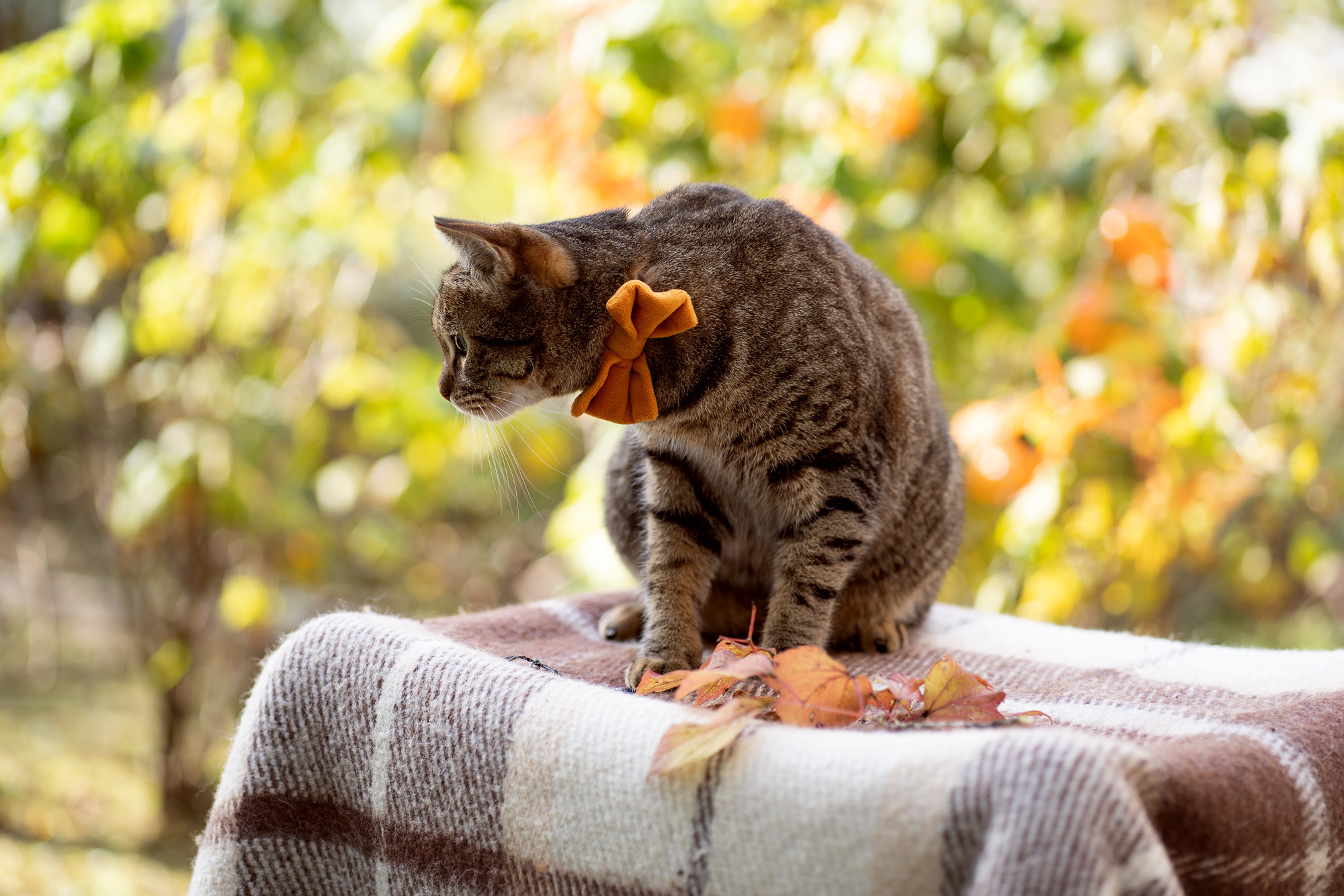 Autumn vocation. Семейный и детский фотограф в Хабаровске Анна Гриневич