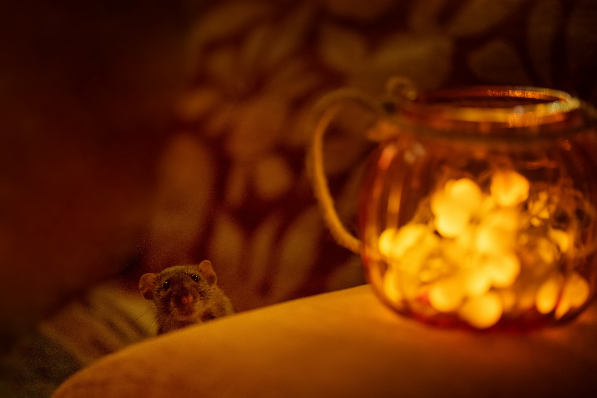 Halloween rat. Семейный и детский фотограф в Хабаровске Анна Гриневич