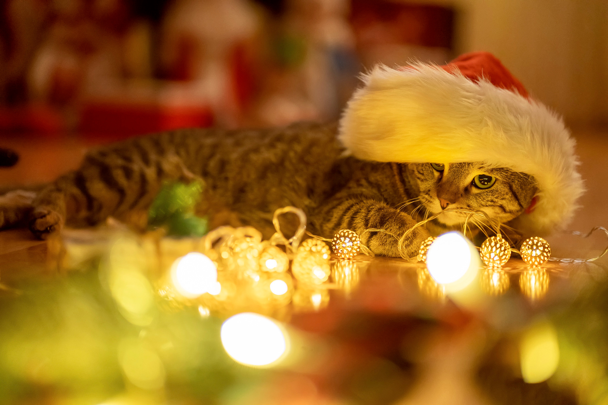 New Year 2022. Семейный и детский фотограф в Хабаровске Анна Гриневич