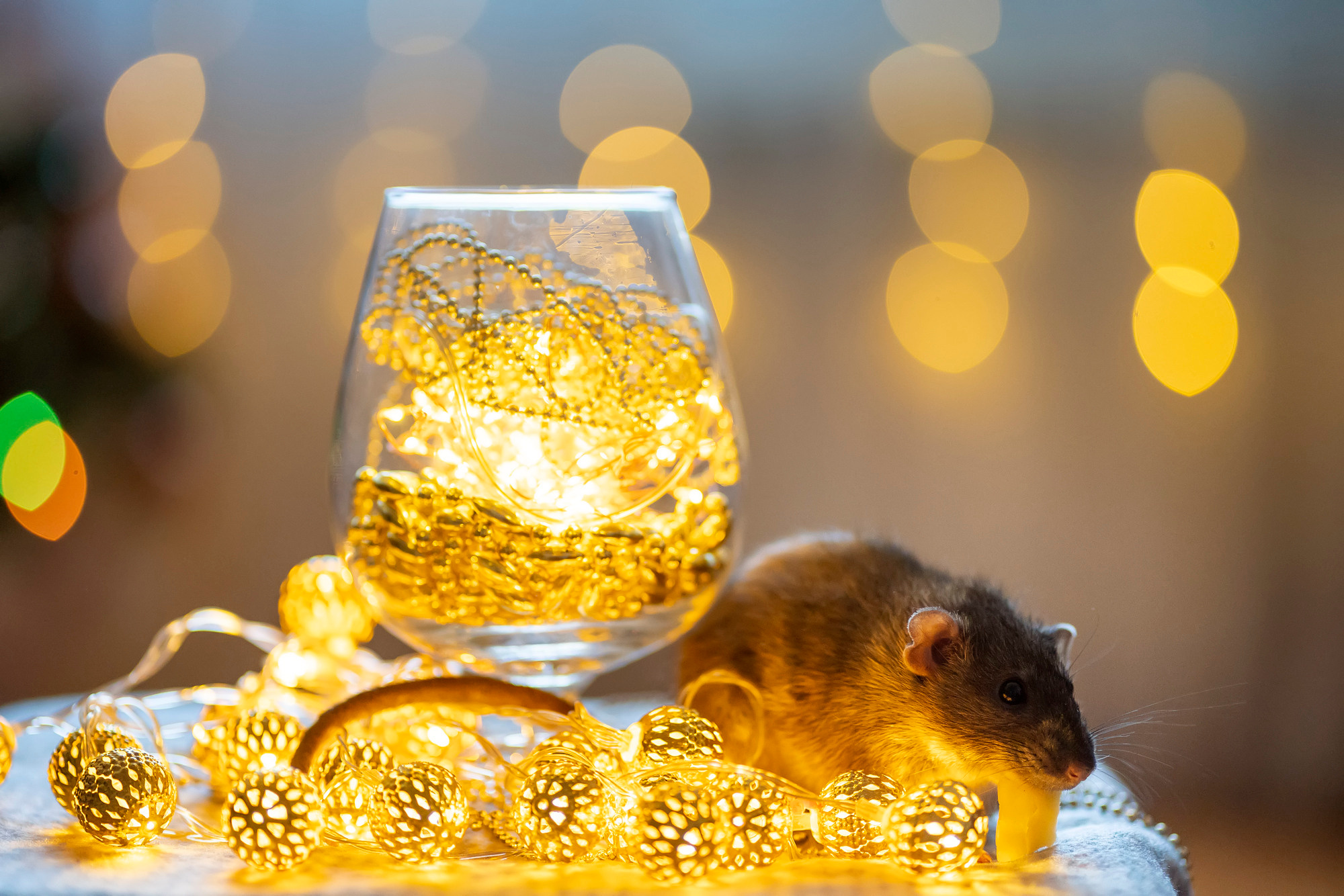 Rat and lights. Семейный и детский фотограф в Хабаровске Анна Гриневич