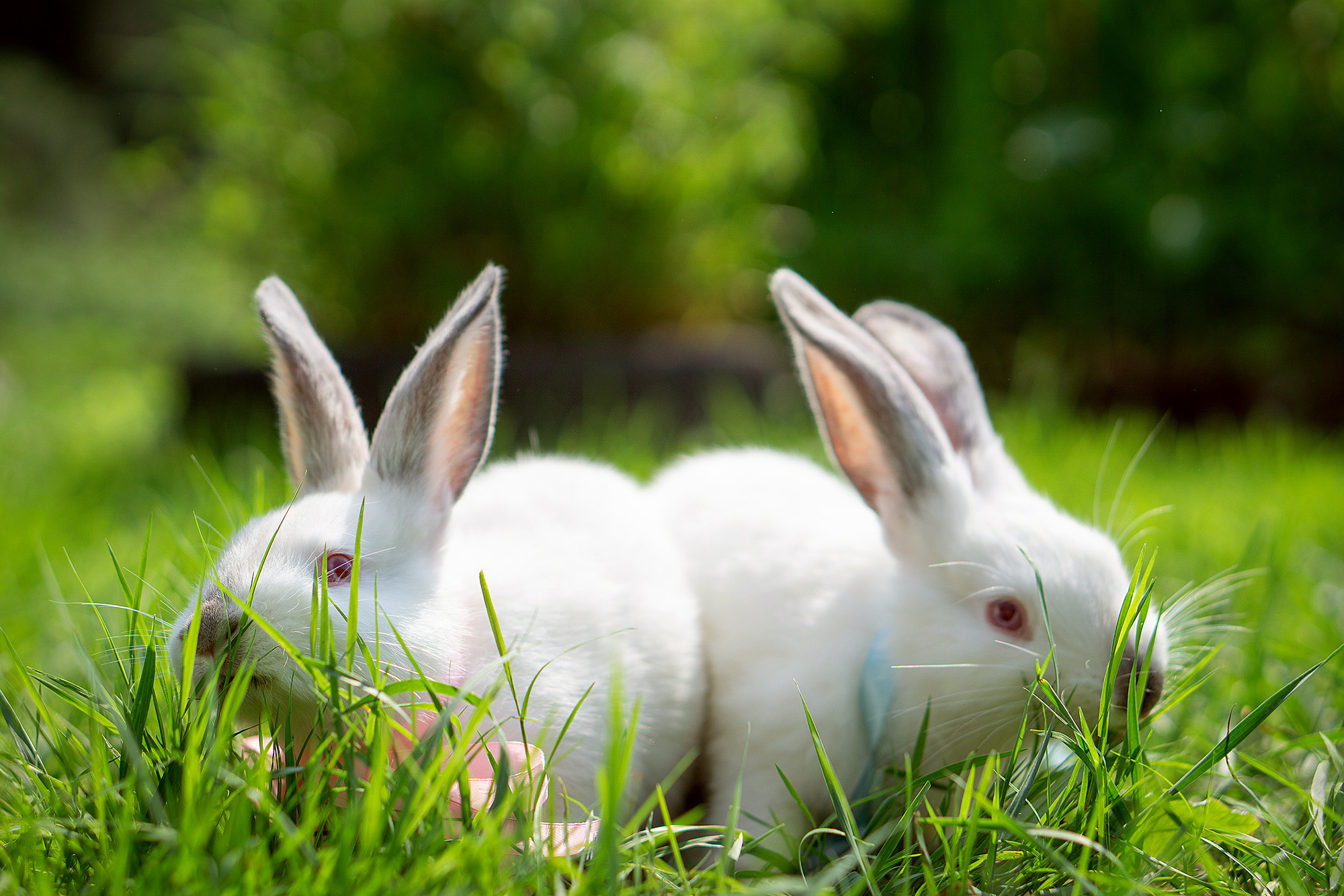 Кролики летом. Семейный и детский фотограф в Хабаровске Анна Гриневич