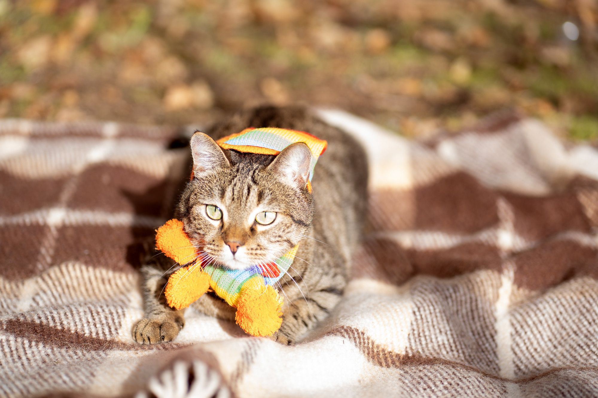Autumn cat. Семейный и детский фотограф в Хабаровске Анна Гриневич