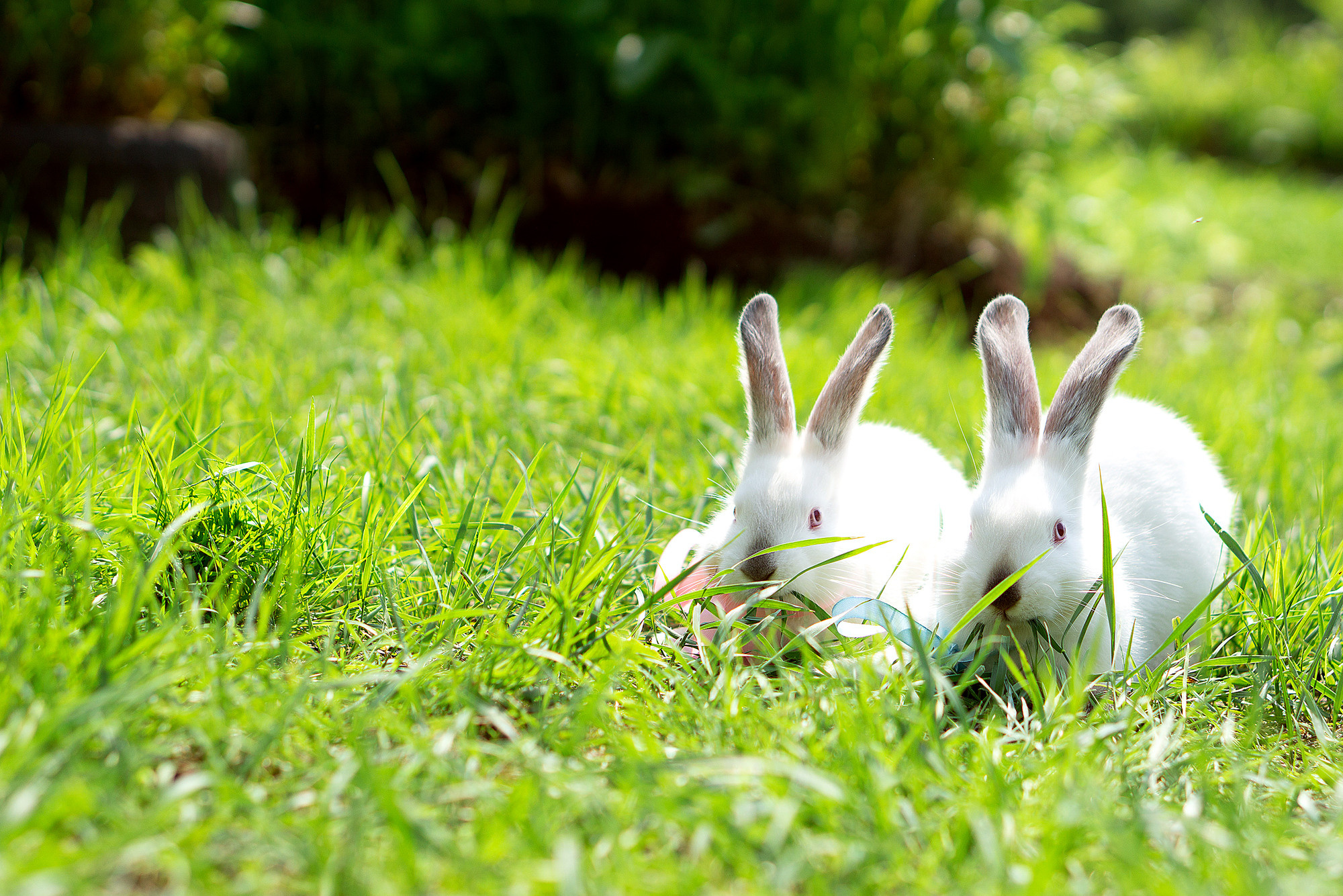 Кролики летом. Семейный и детский фотограф в Хабаровске Анна Гриневич