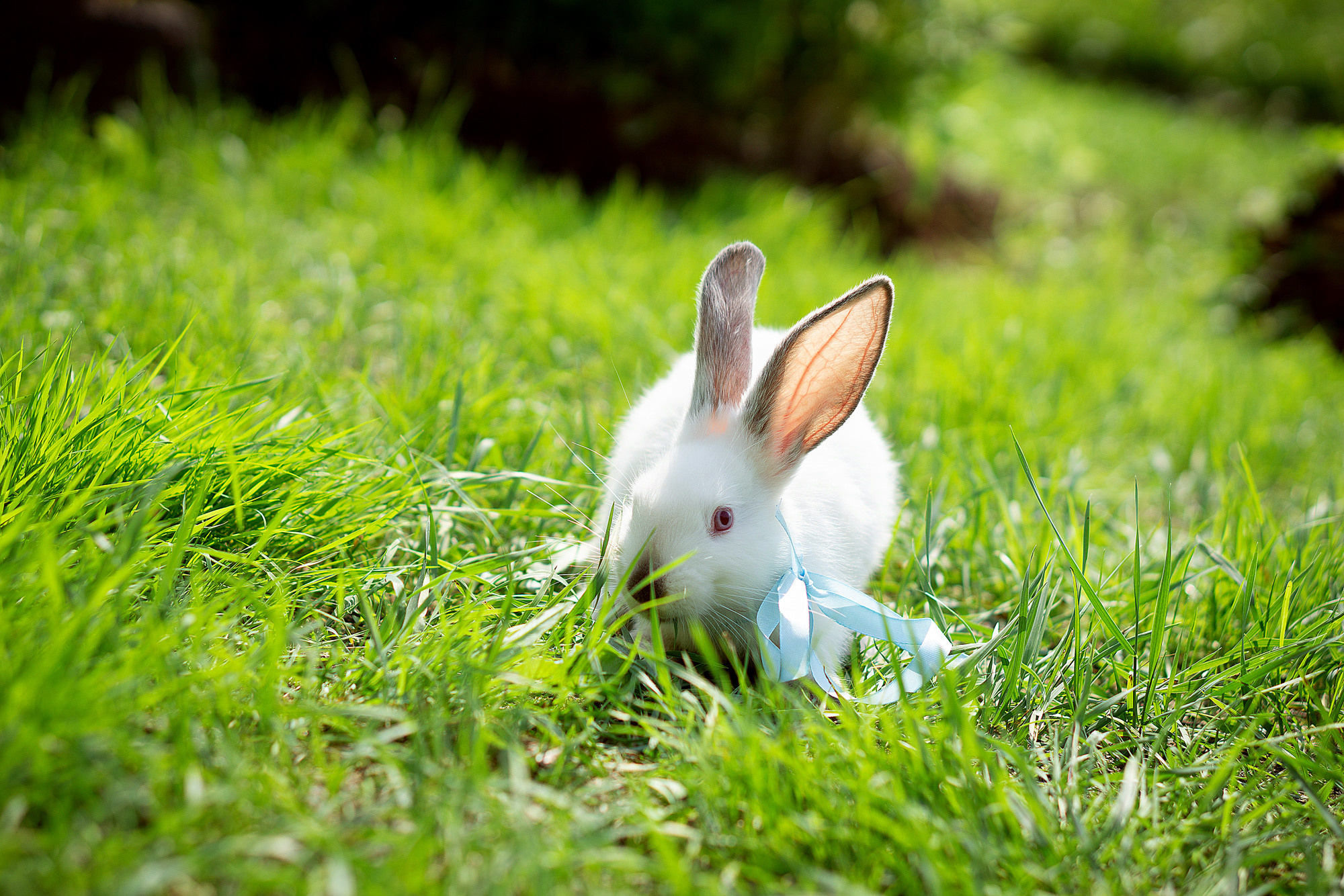 Кролики летом. Семейный и детский фотограф в Хабаровске Анна Гриневич