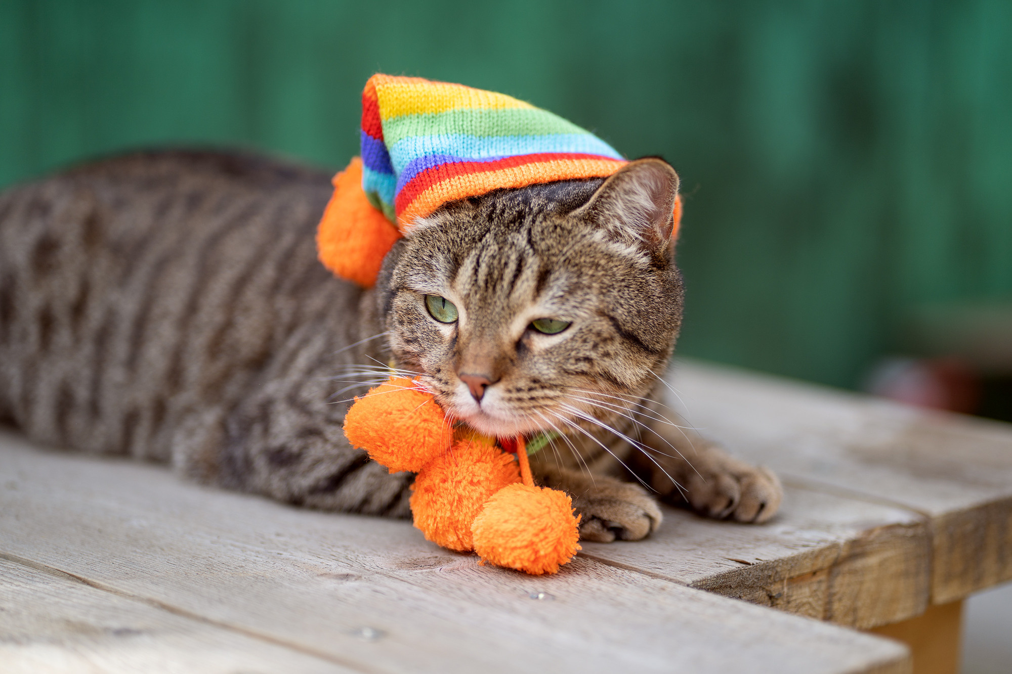 Autumn cat. Семейный и детский фотограф в Хабаровске Анна Гриневич