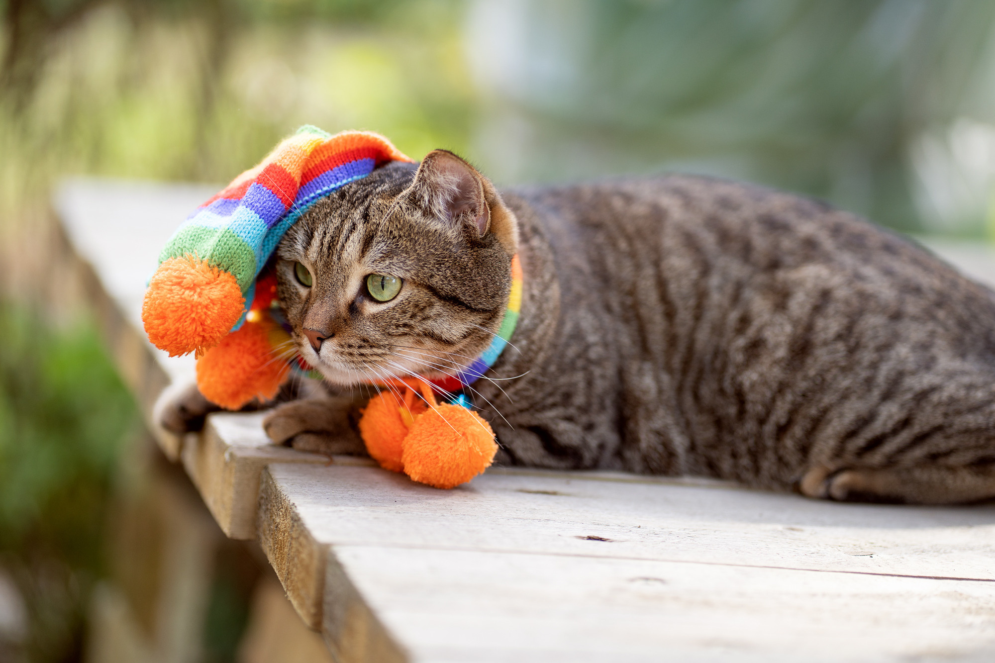 Autumn cat. Семейный и детский фотограф в Хабаровске Анна Гриневич